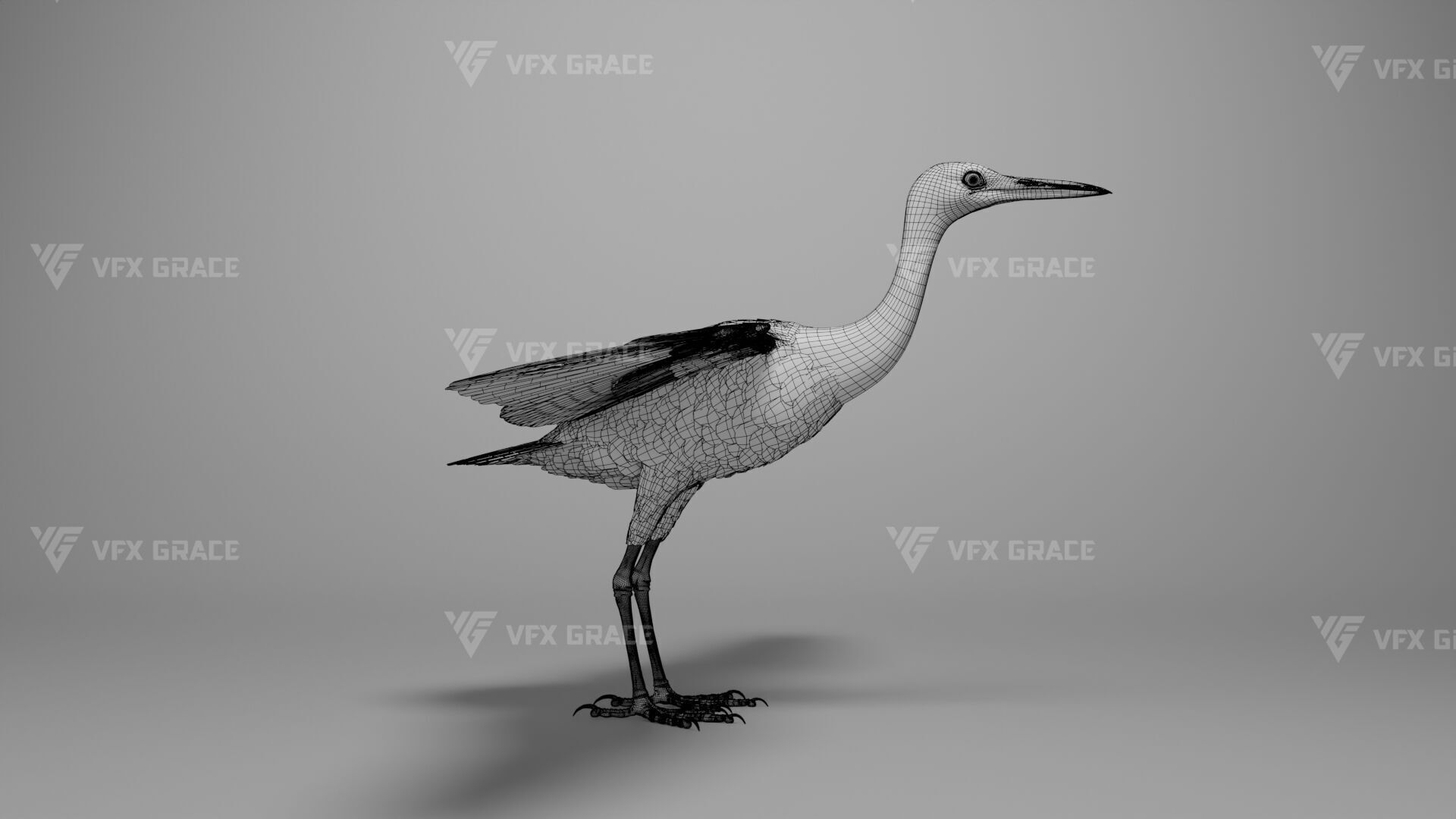 Cattle Egret Animation 3D model_33
