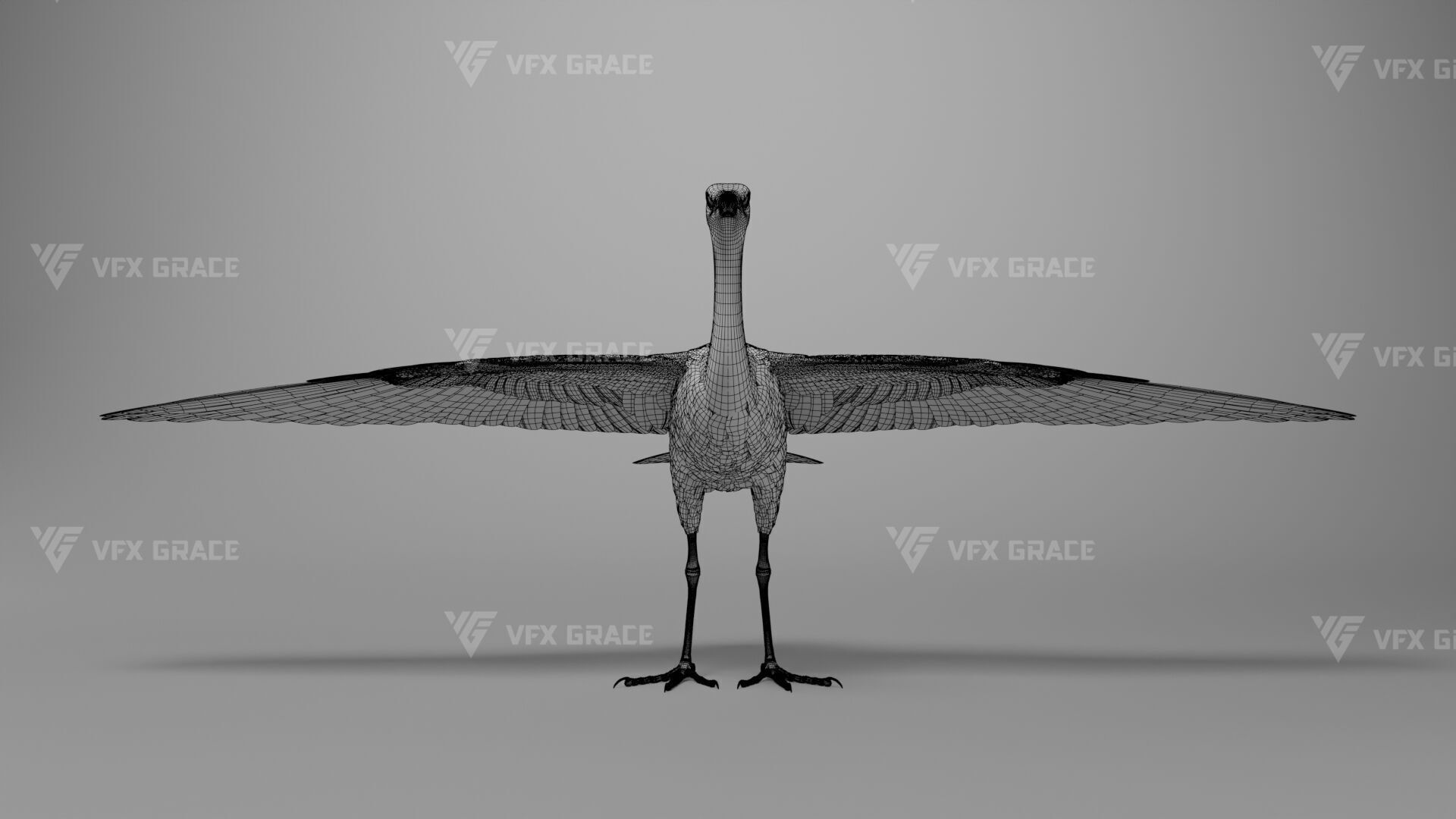 Cattle Egret Animation 3D model_35