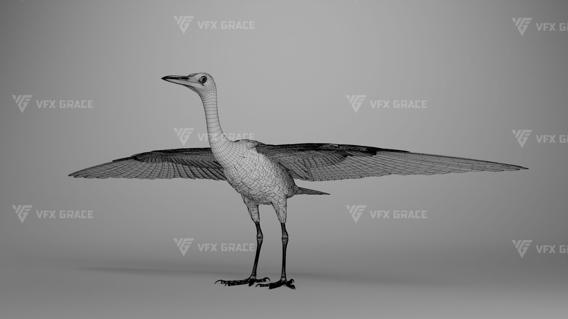 Cattle Egret Animation 3D model_32