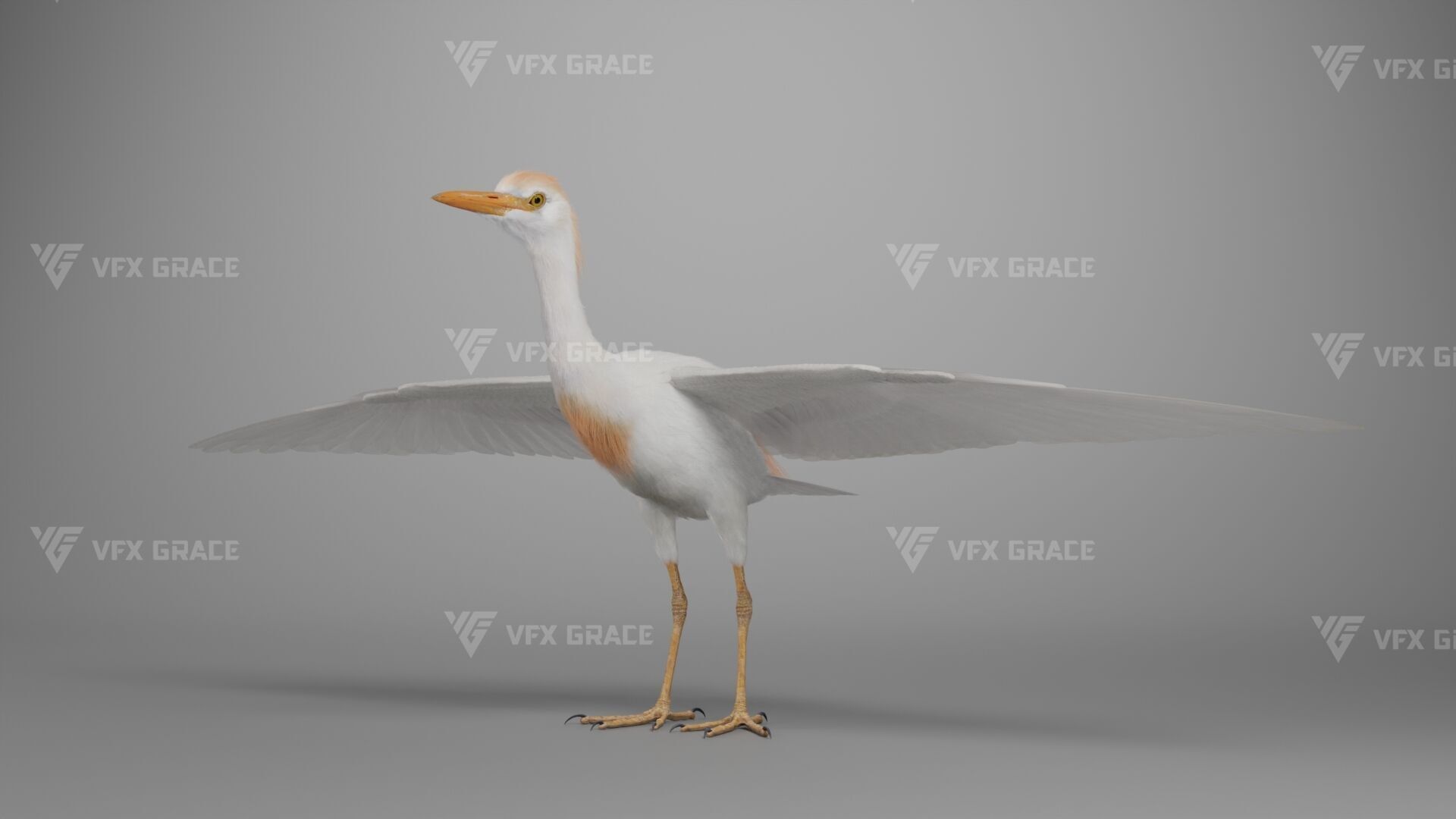 Cattle Egret Animation 3D model_11