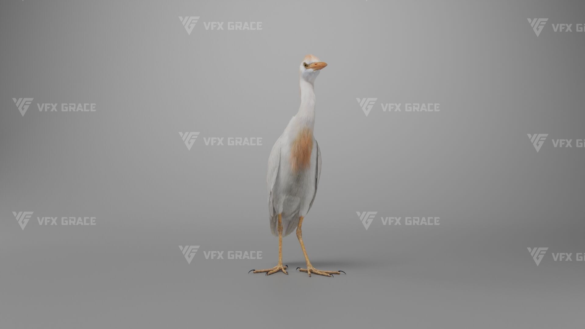 Cattle Egret Animation 3D model_9