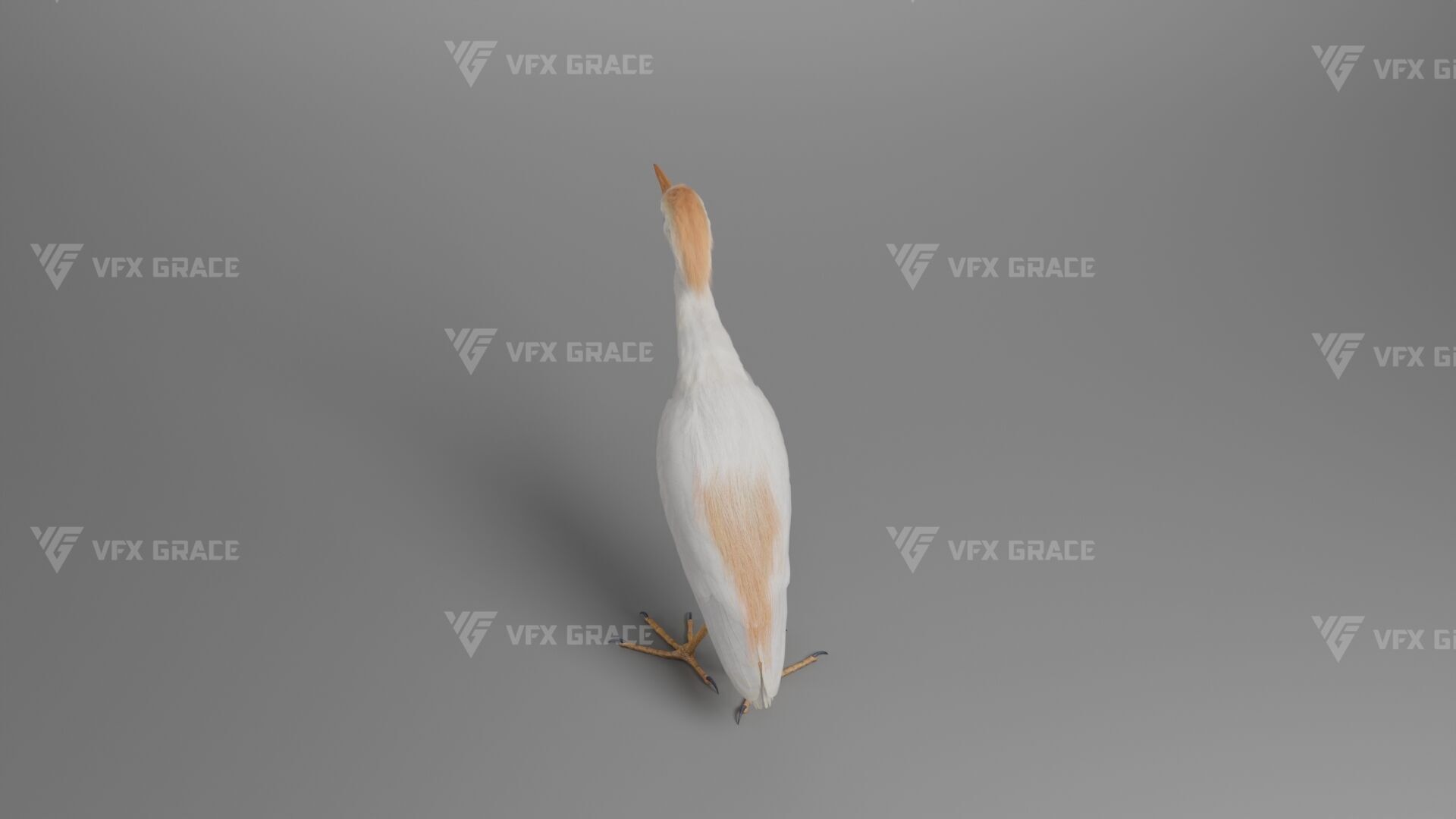 Cattle Egret Animation 3D model_10