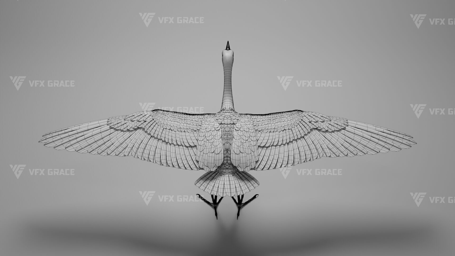 Cattle Egret Animation 3D model_36