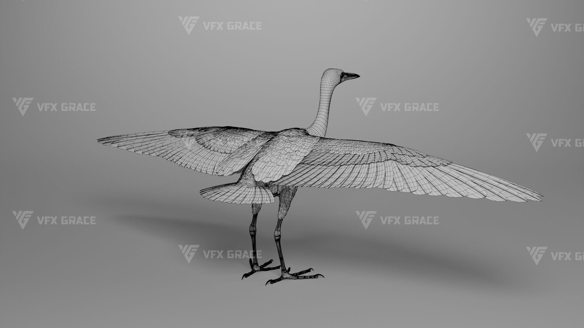 Cattle Egret Animation 3D model_34