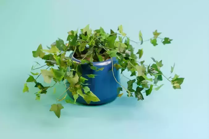 House Ivy Low-poly 3D model