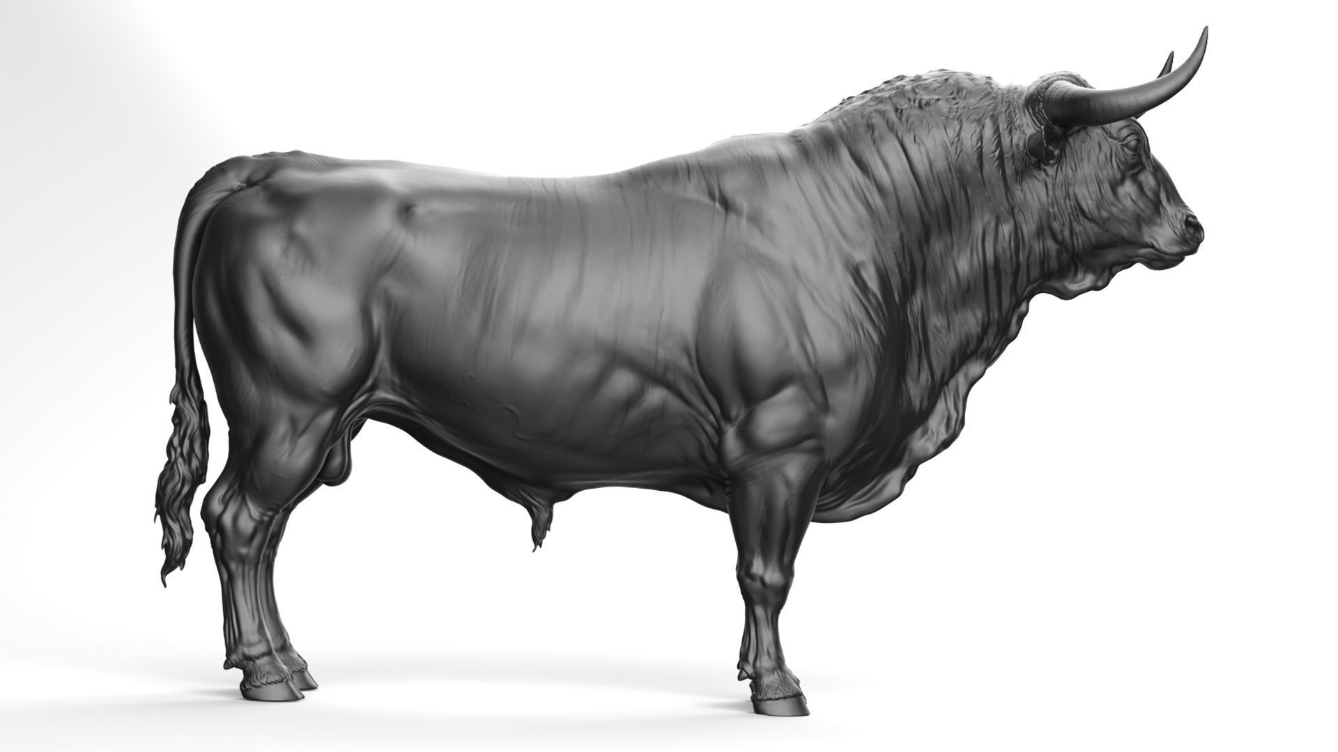 3 Bull   I  3D Sculpting 3D Model Collection_27