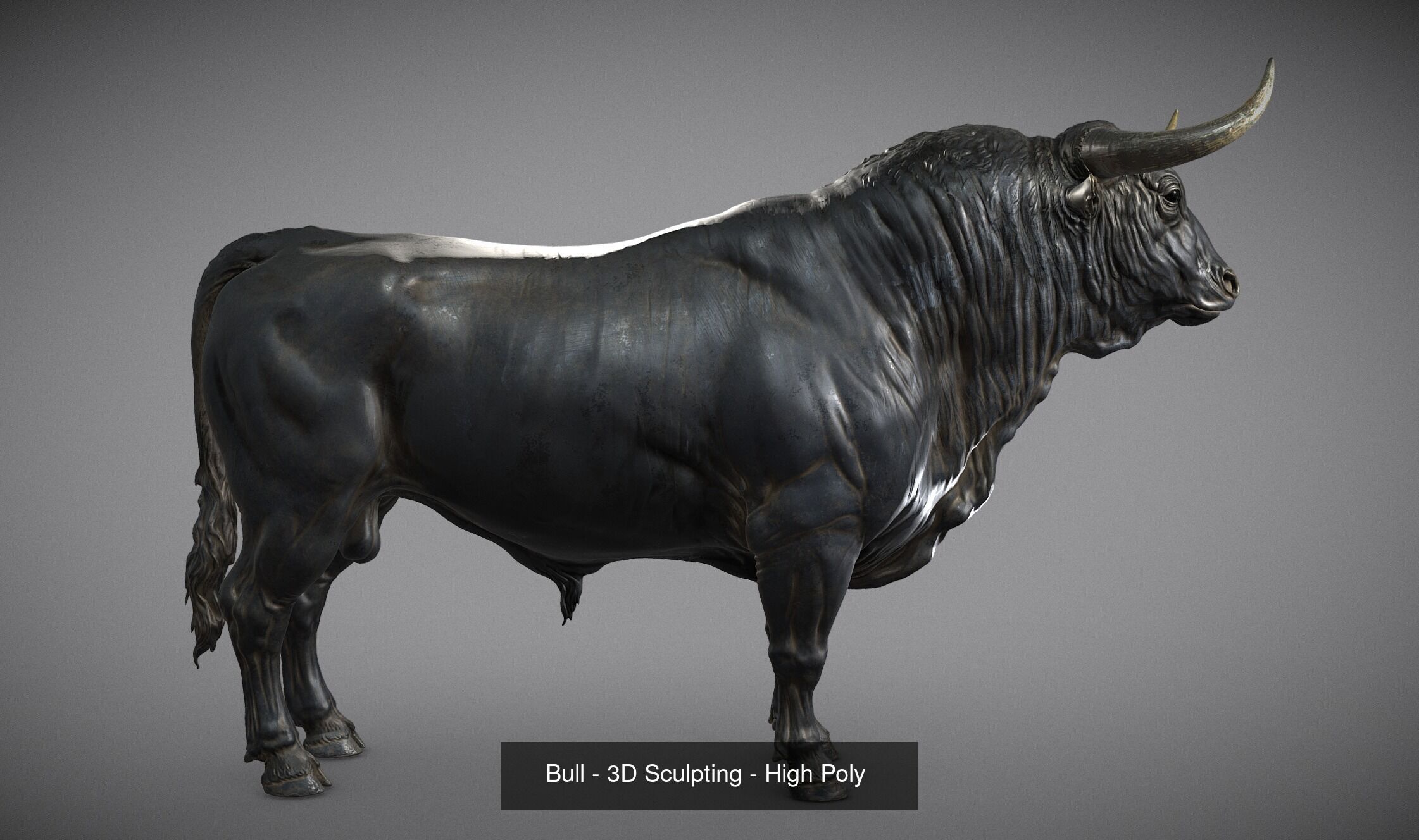 3 Bull   I  3D Sculpting 3D Model Collection_24