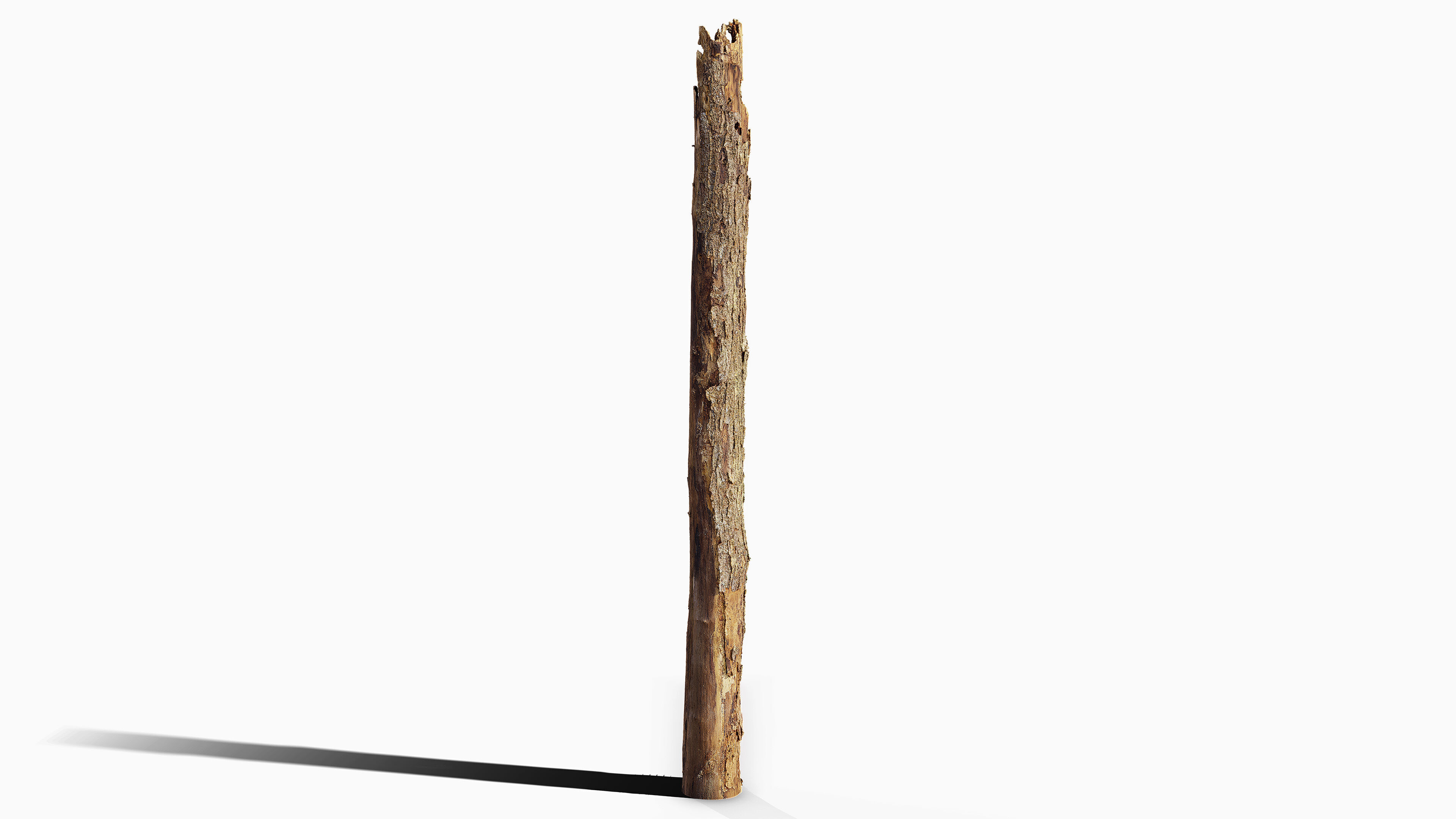 Broken Tree Stumps 01 Low-poly 3D model_23