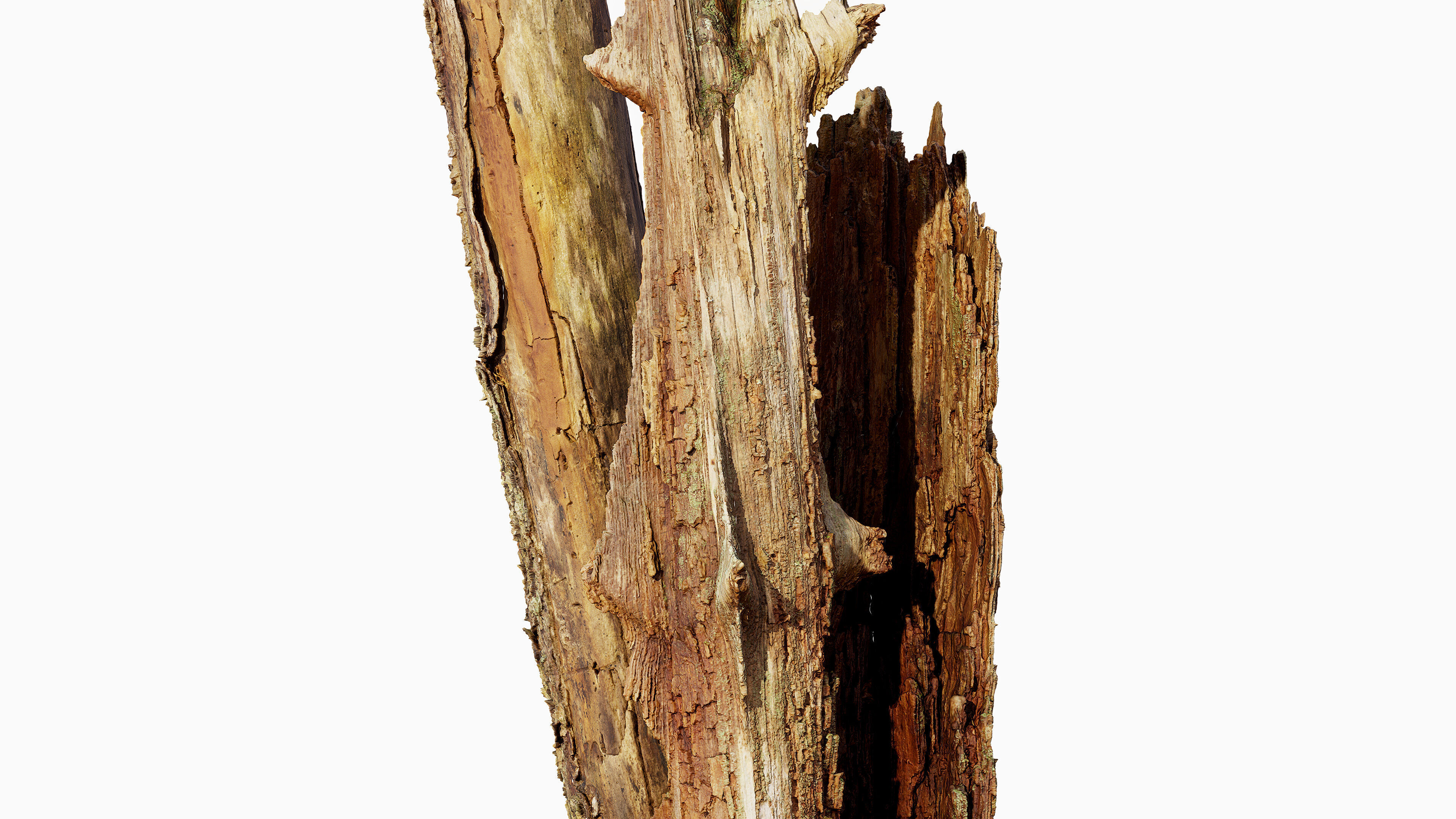 Broken Tree Stumps 01 Low-poly 3D model_19