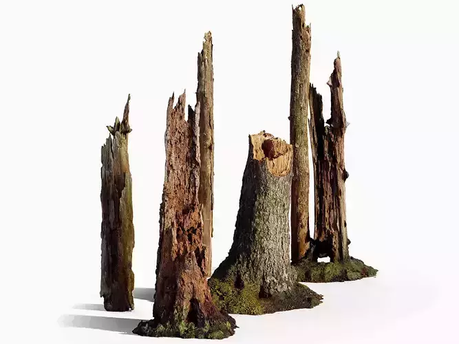 Broken Tree Stumps 01