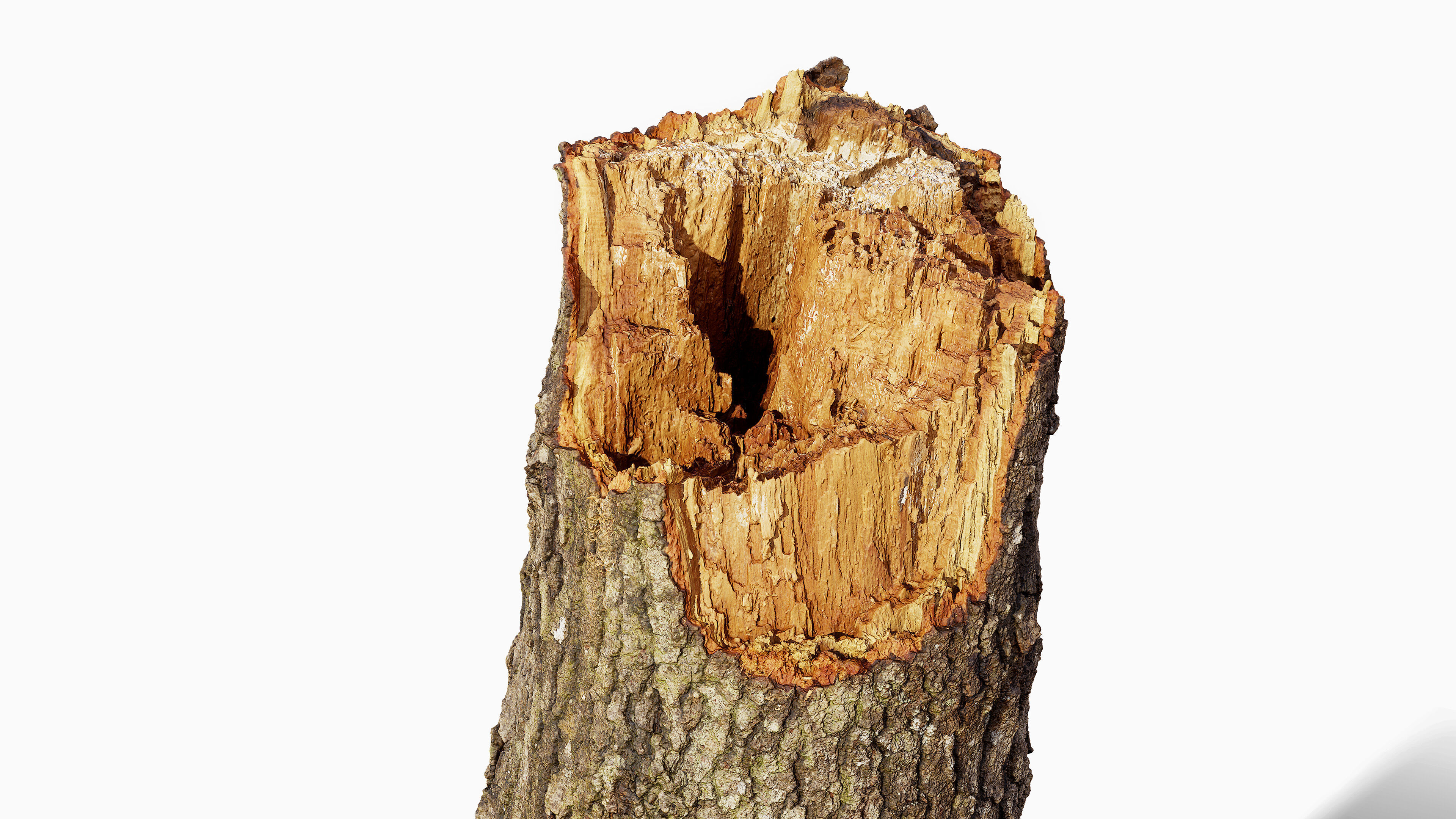 Broken Tree Stumps 01 Low-poly 3D model_14