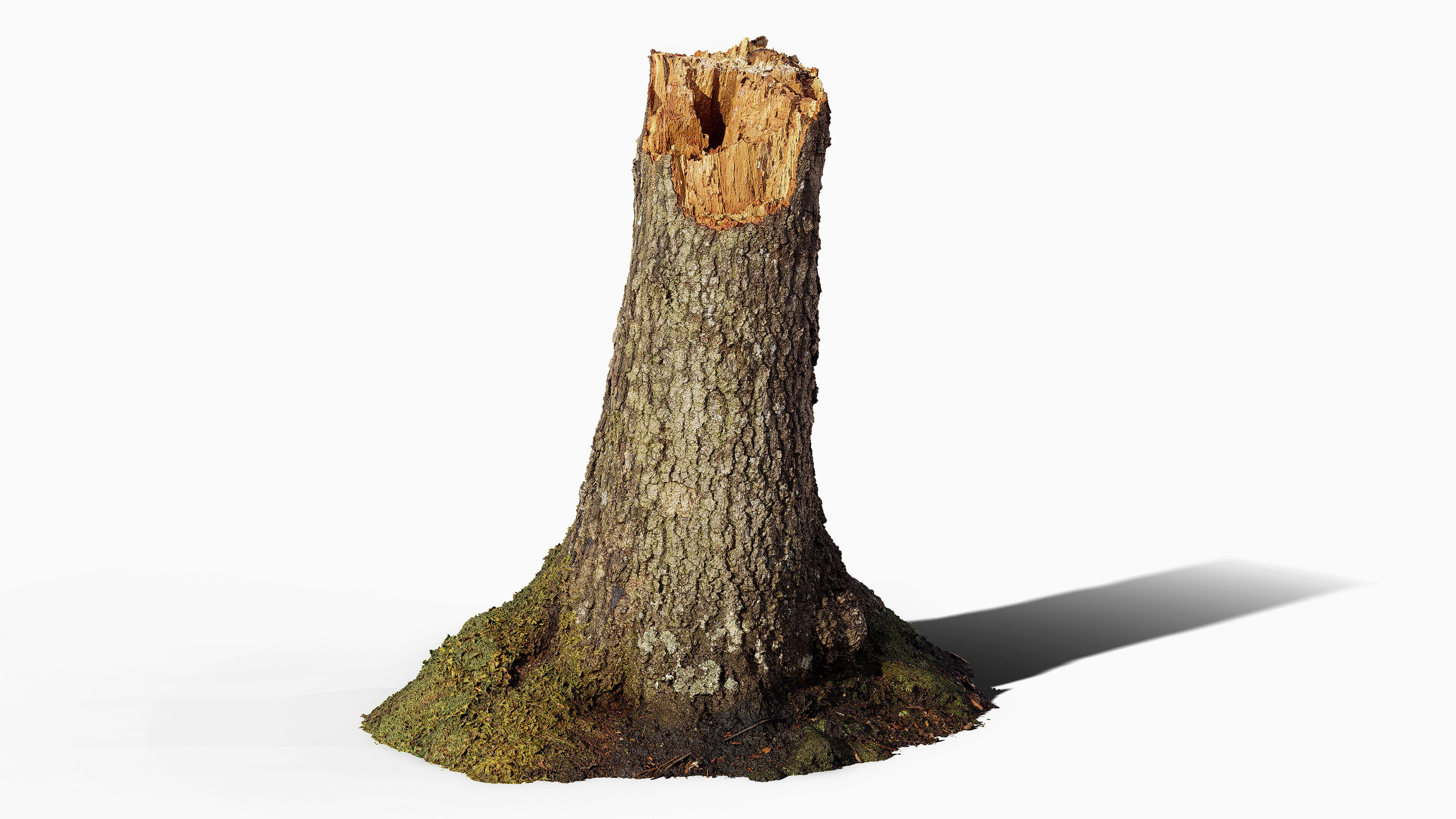 Broken Tree Stumps 01 Low-poly 3D model_11