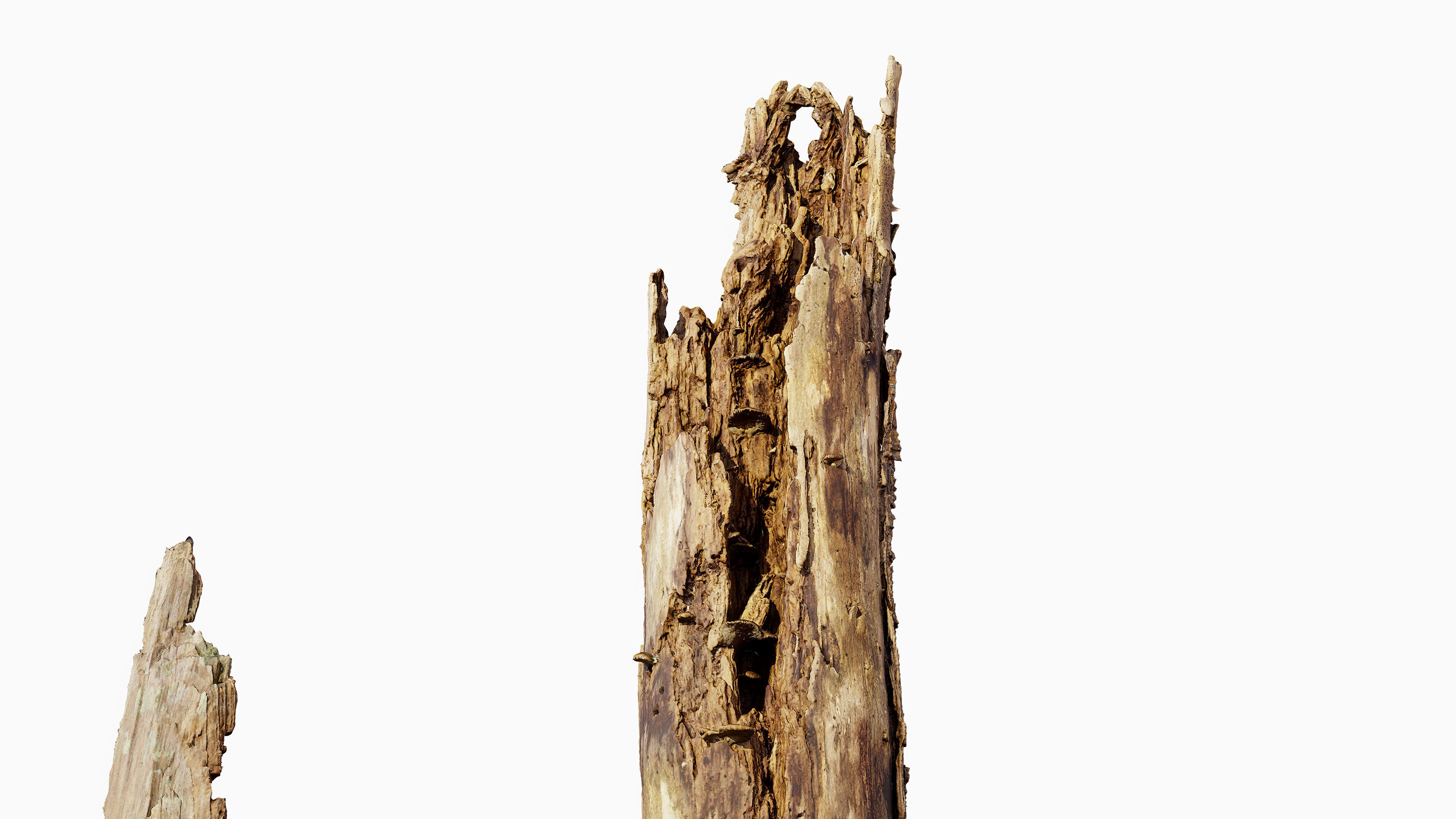 Broken Tree Stumps 01 Low-poly 3D model_21