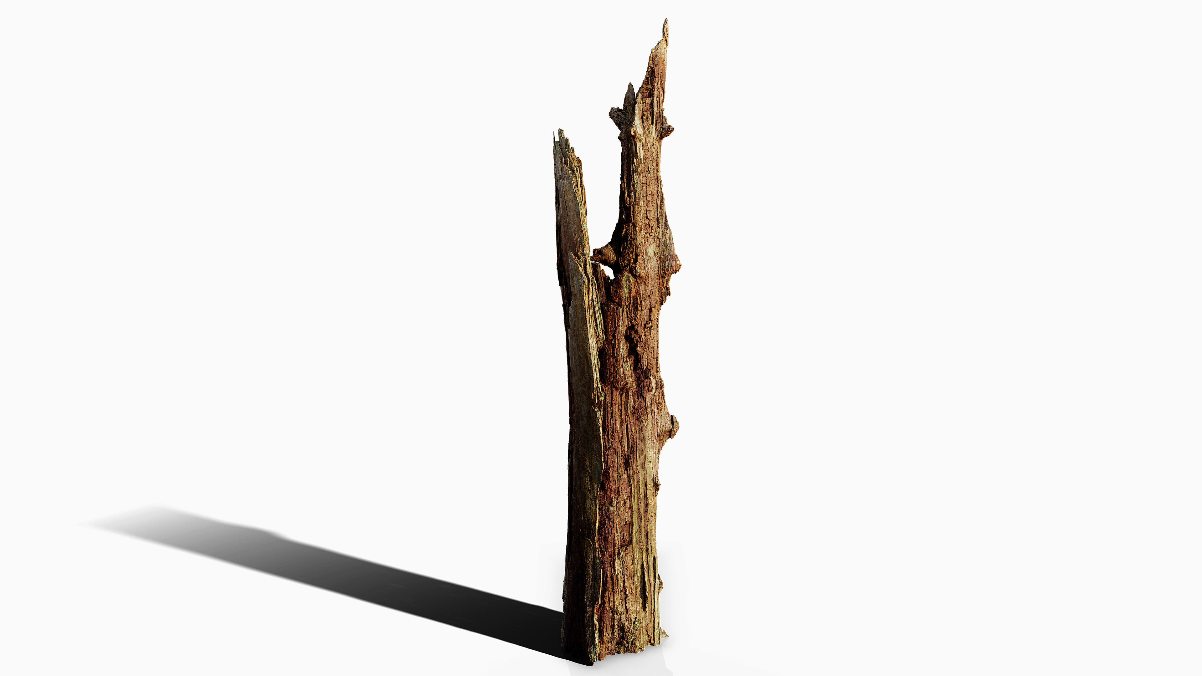 Broken Tree Stumps 01 Low-poly 3D model_22