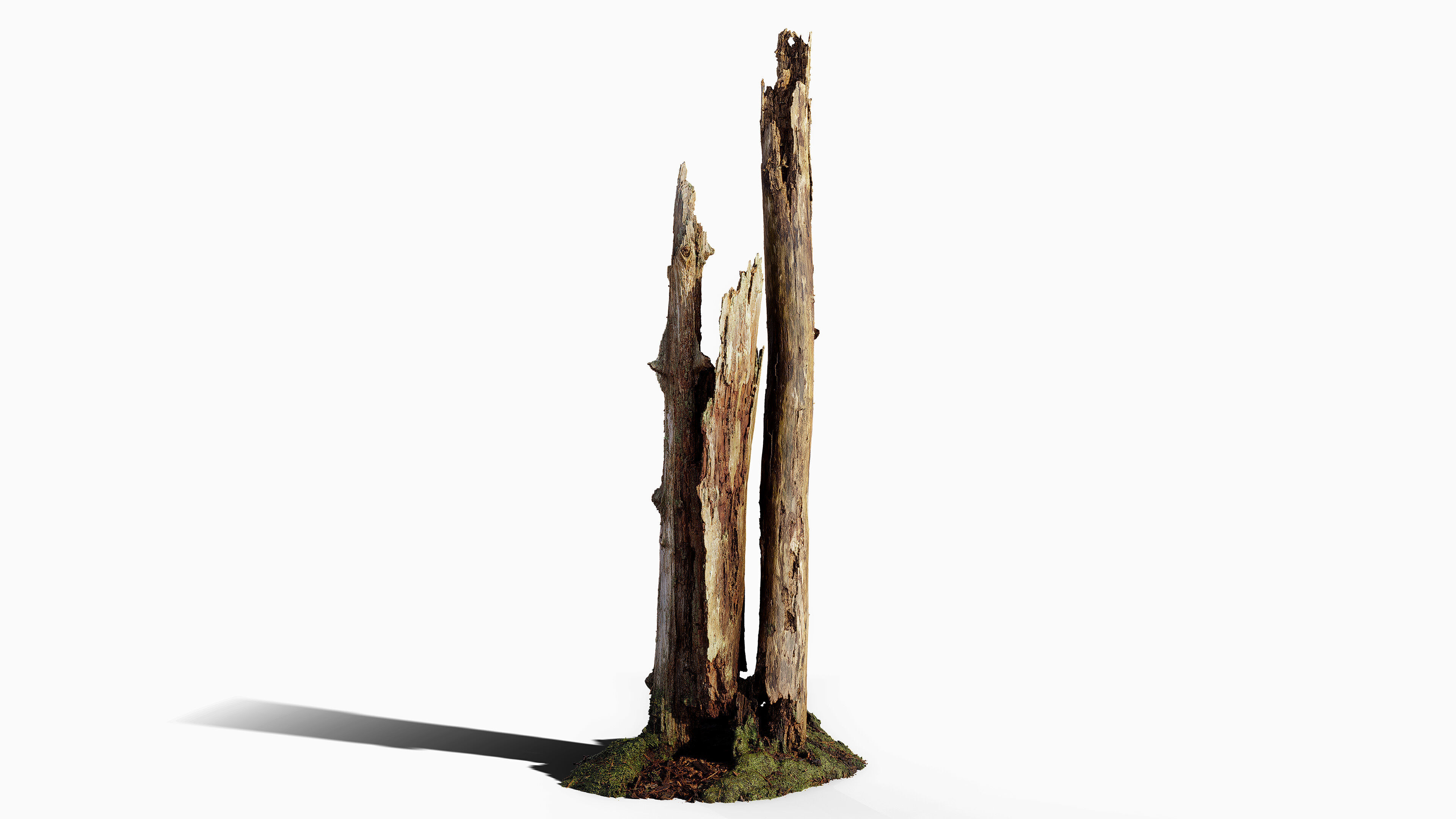 Broken Tree Stumps 01 Low-poly 3D model_15
