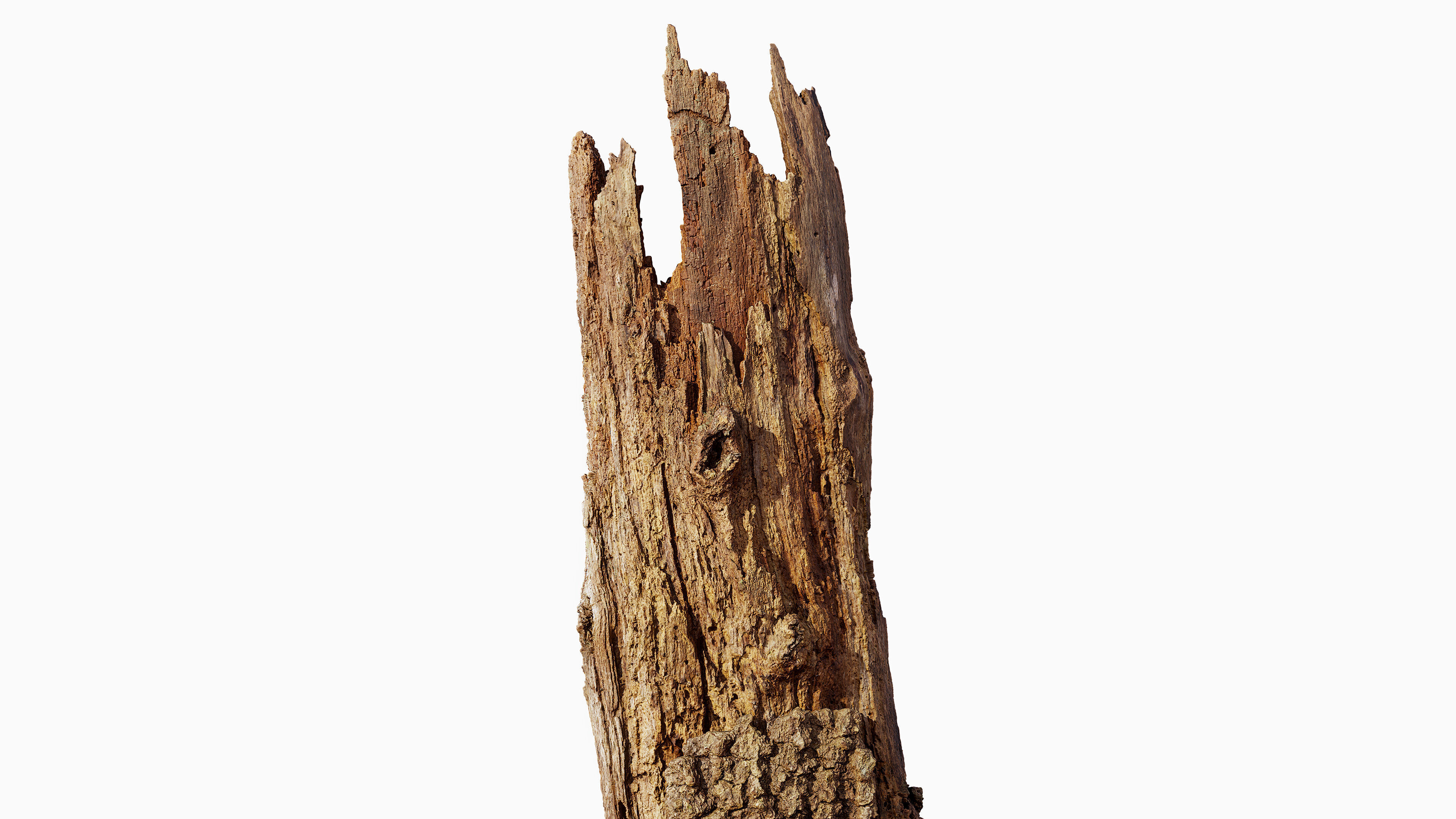 Broken Tree Stumps 01 Low-poly 3D model_9