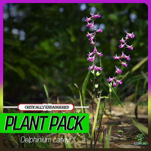 Critically Endangered Plant - 4 Delphinium caseyi Flower Low-poly 3D model