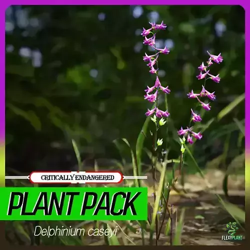 Critically Endangered Plant - 4 Delphinium caseyi Flower Low-poly 3D model
