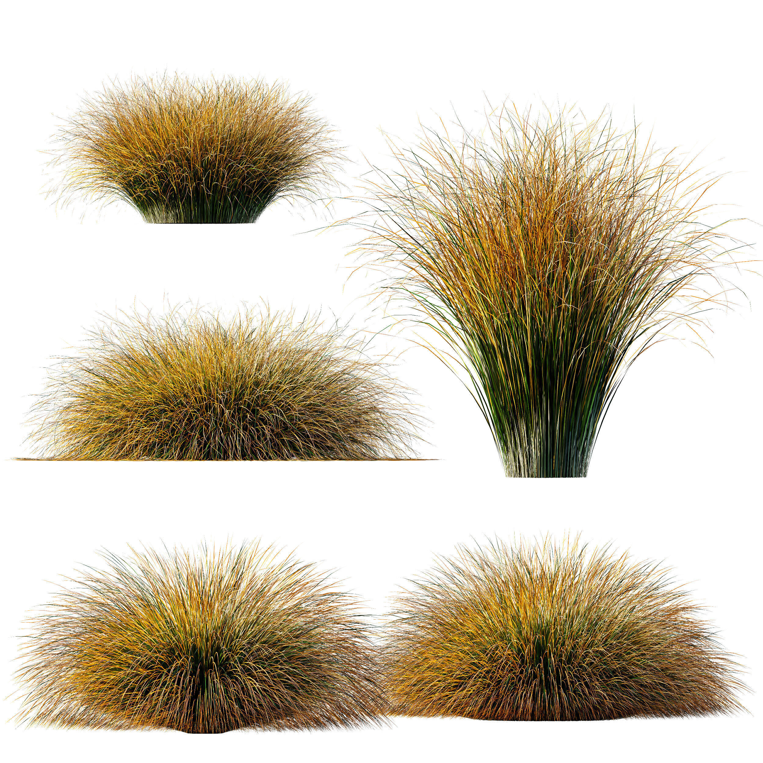 AV Carex Testacea Orange Sedge Grass Prairie Fire 3D model_10