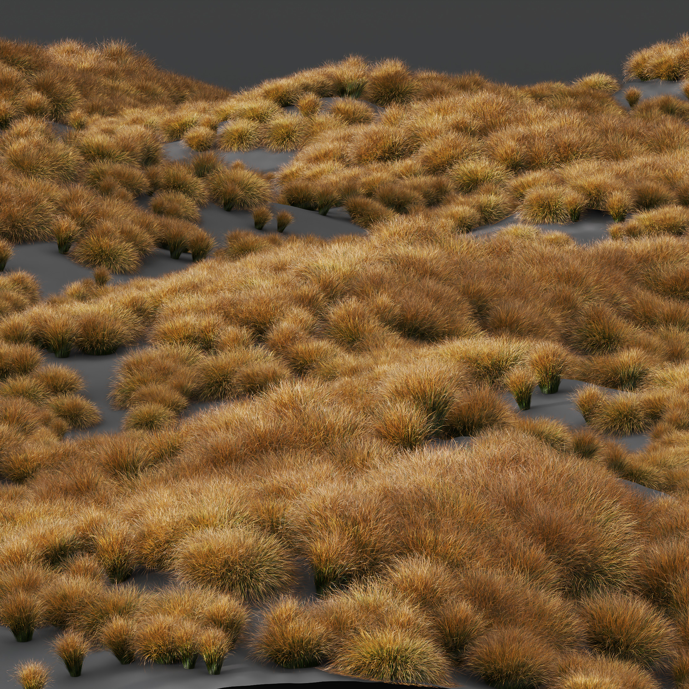 AV Carex Testacea Orange Sedge Grass Prairie Fire 3D model_9