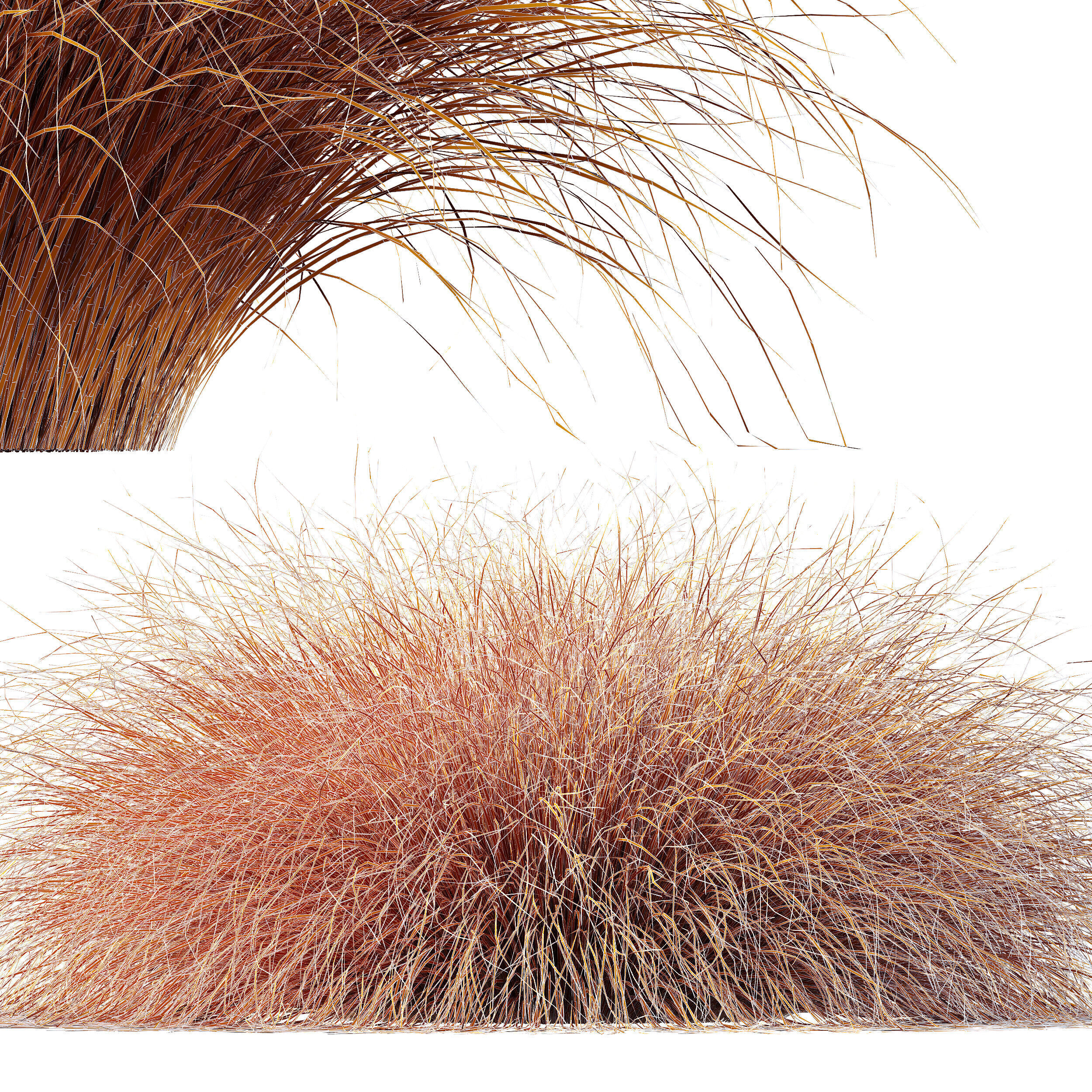 AV Carex Testacea Orange Sedge Grass Prairie Fire 3D model_14