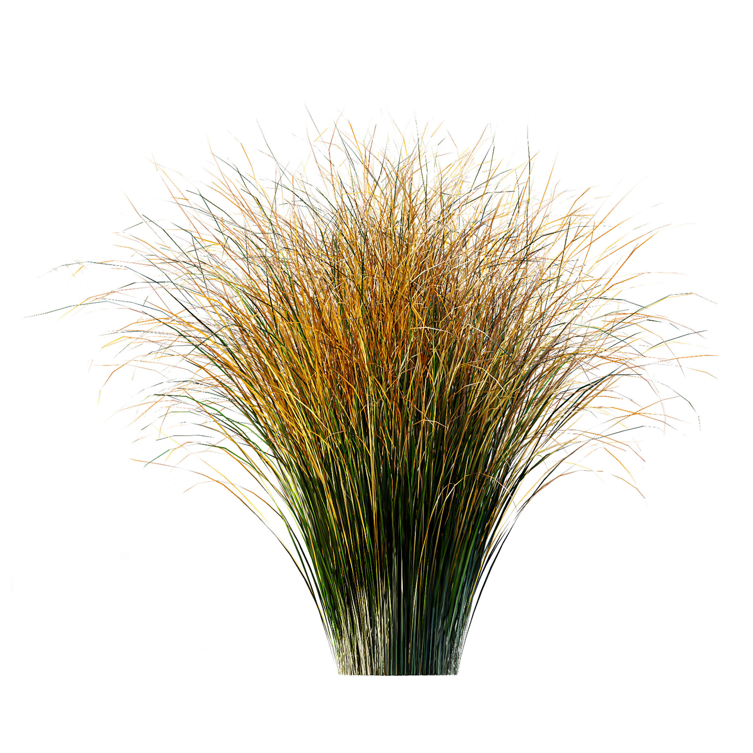 AV Carex Testacea Orange Sedge Grass Prairie Fire 3D model_3