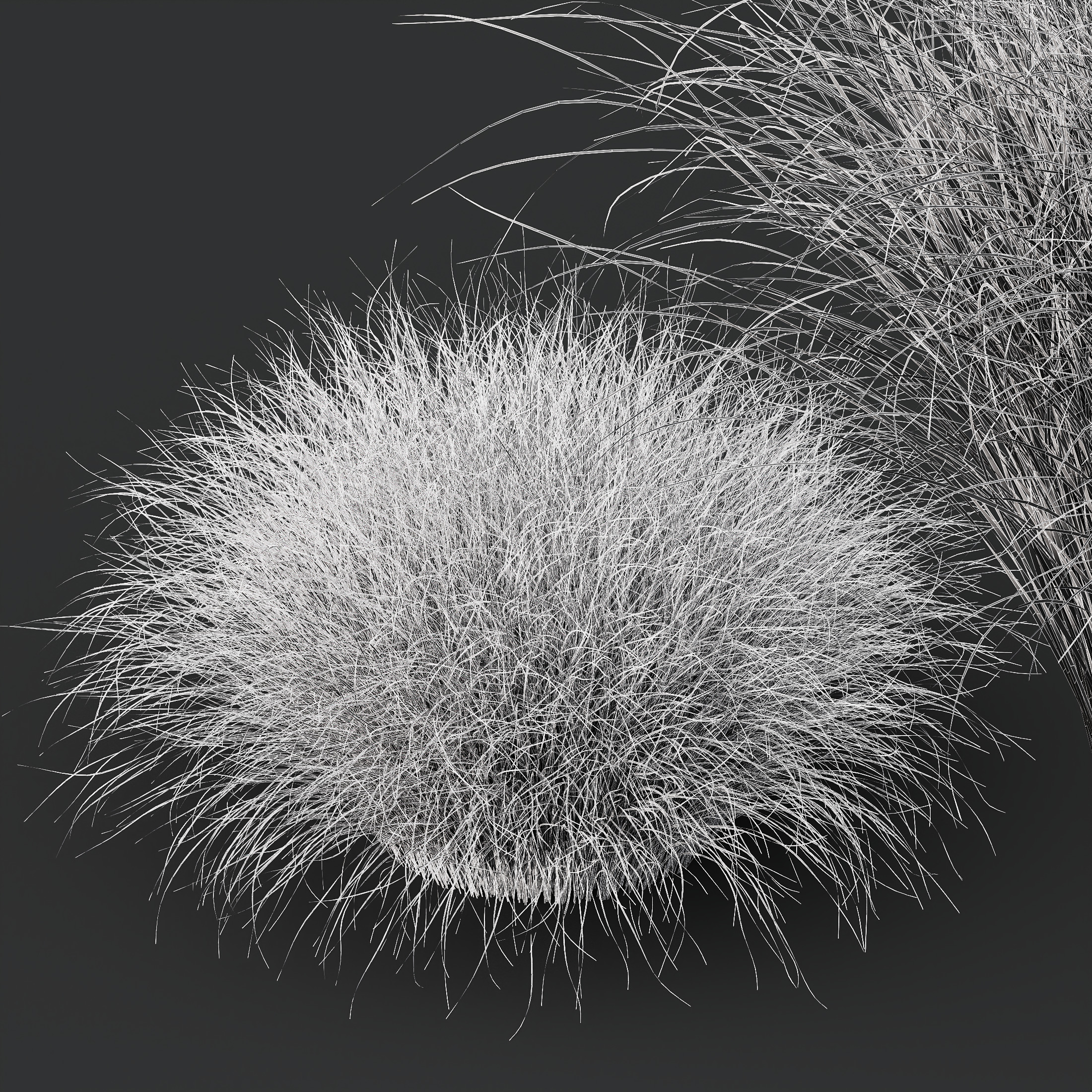 AV Carex Testacea Orange Sedge Grass Prairie Fire 3D model_12