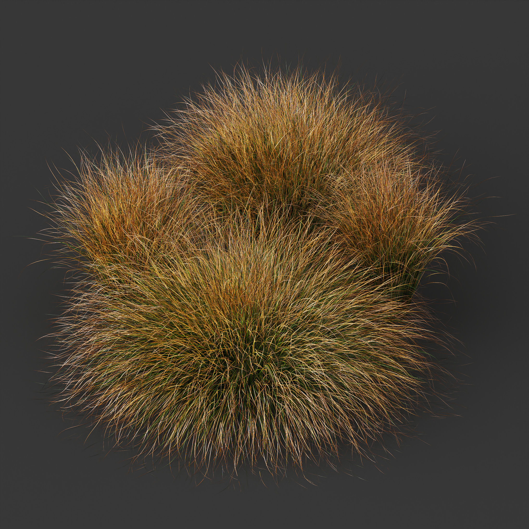 AV Carex Testacea Orange Sedge Grass Prairie Fire 3D model_6