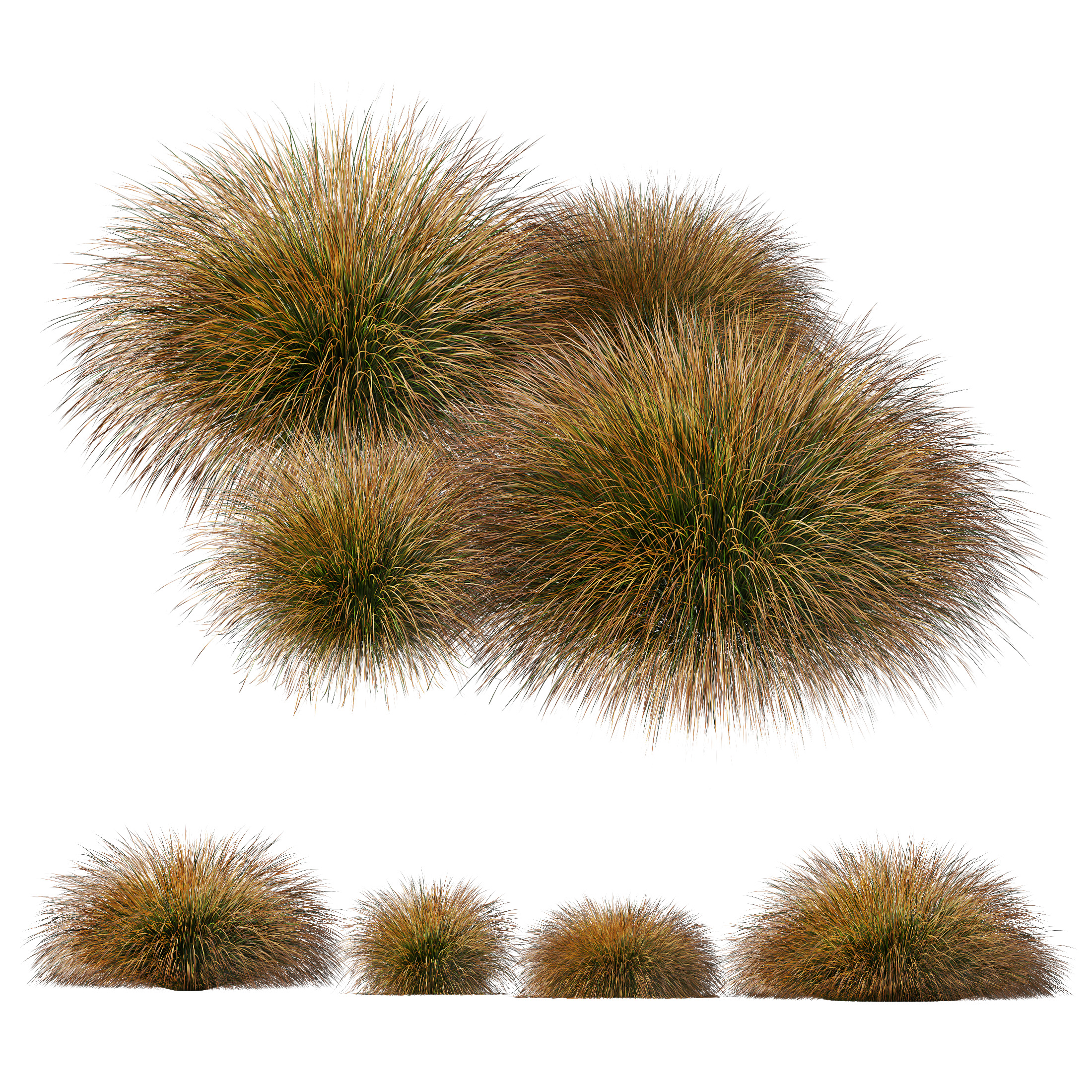 AV Carex Testacea Orange Sedge Grass Prairie Fire 3D model_8