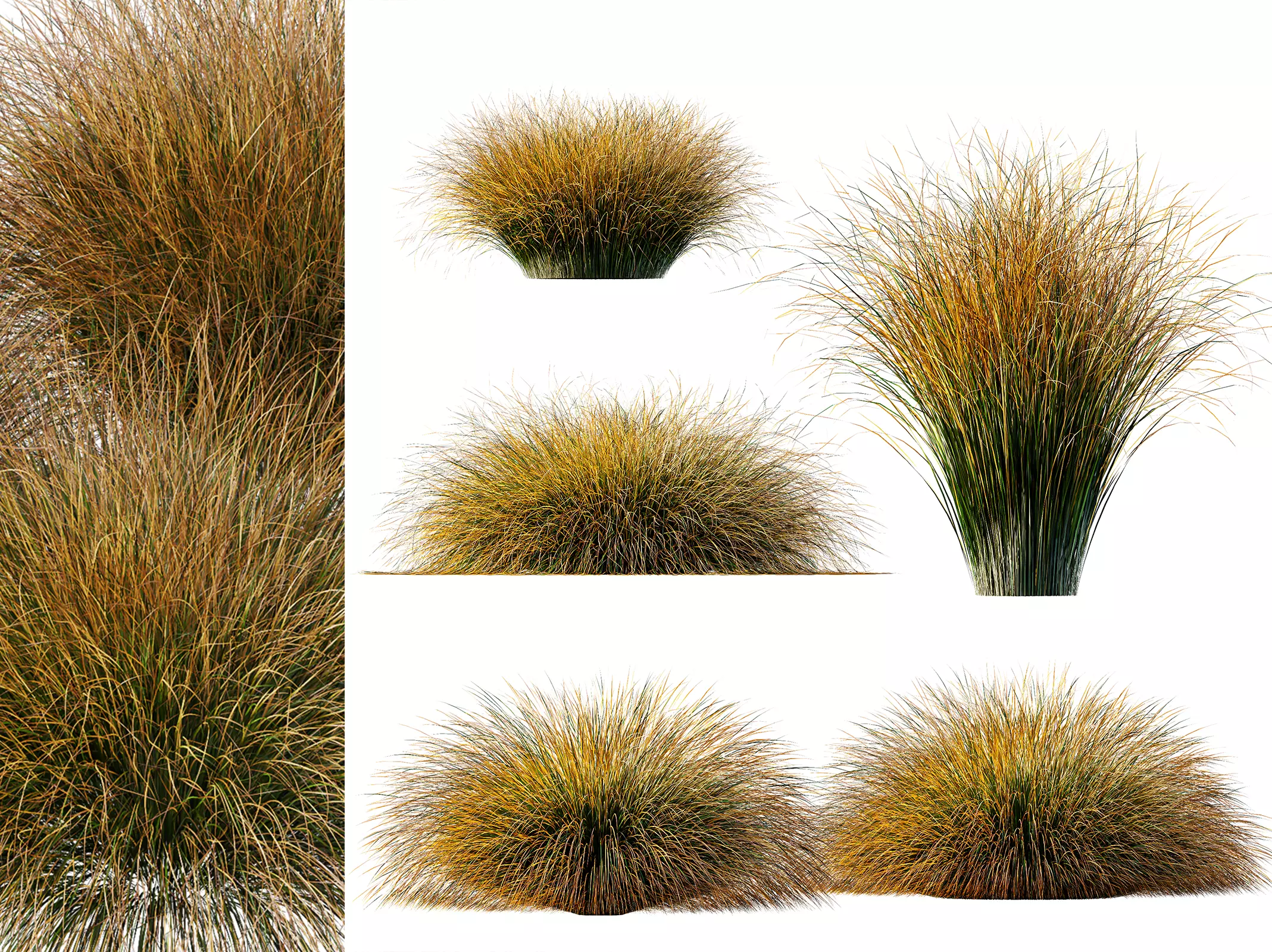AV Carex Testacea Orange Sedge Grass Prairie Fire 3D model_0