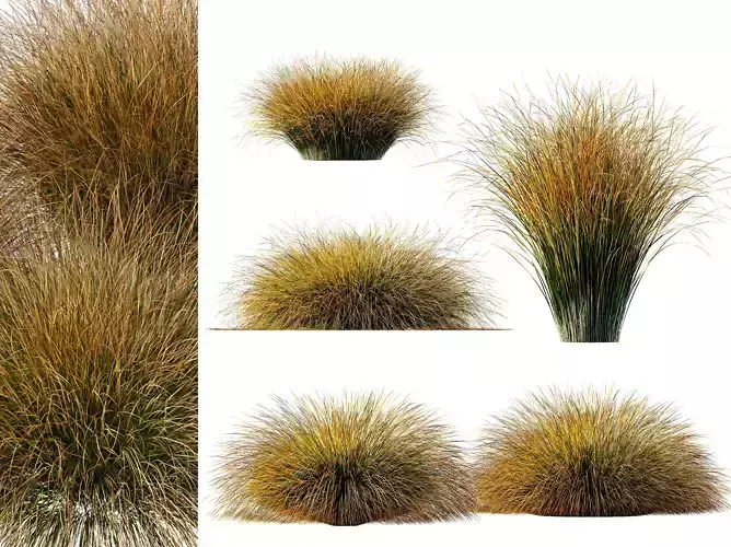 AV Carex Testacea Orange Sedge Grass Prairie Fire 3D model