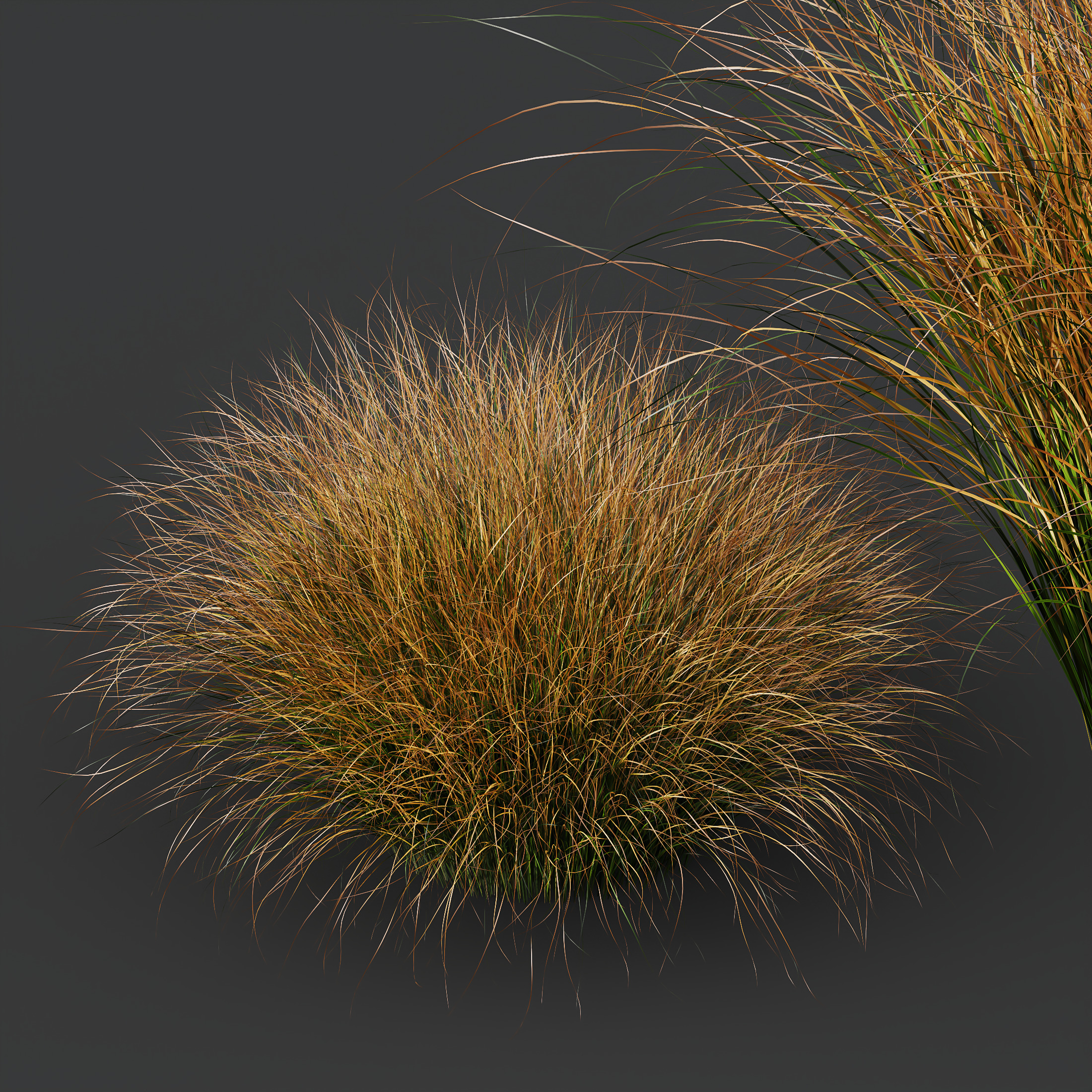 AV Carex Testacea Orange Sedge Grass Prairie Fire 3D model_2