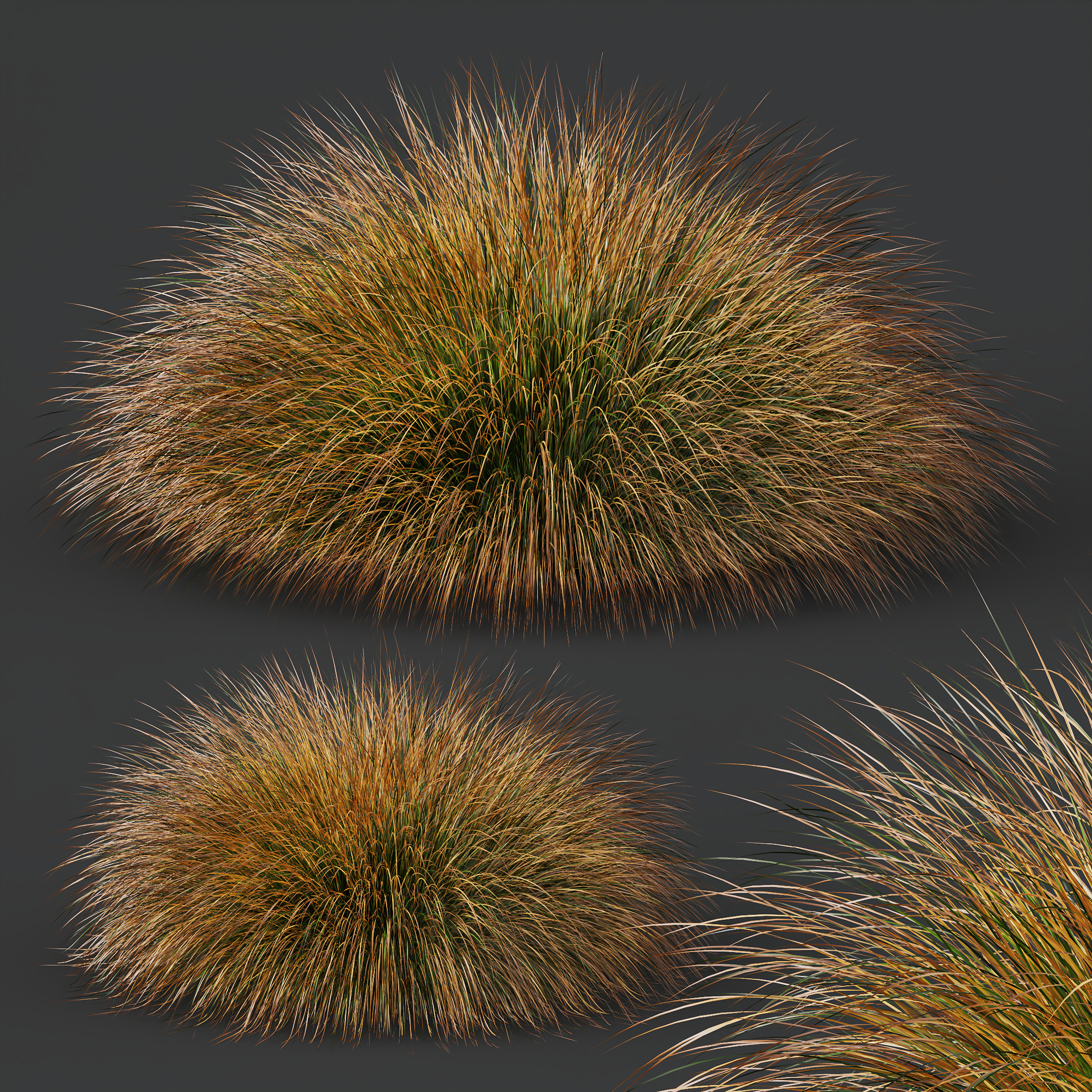 AV Carex Testacea Orange Sedge Grass Prairie Fire 3D model_5