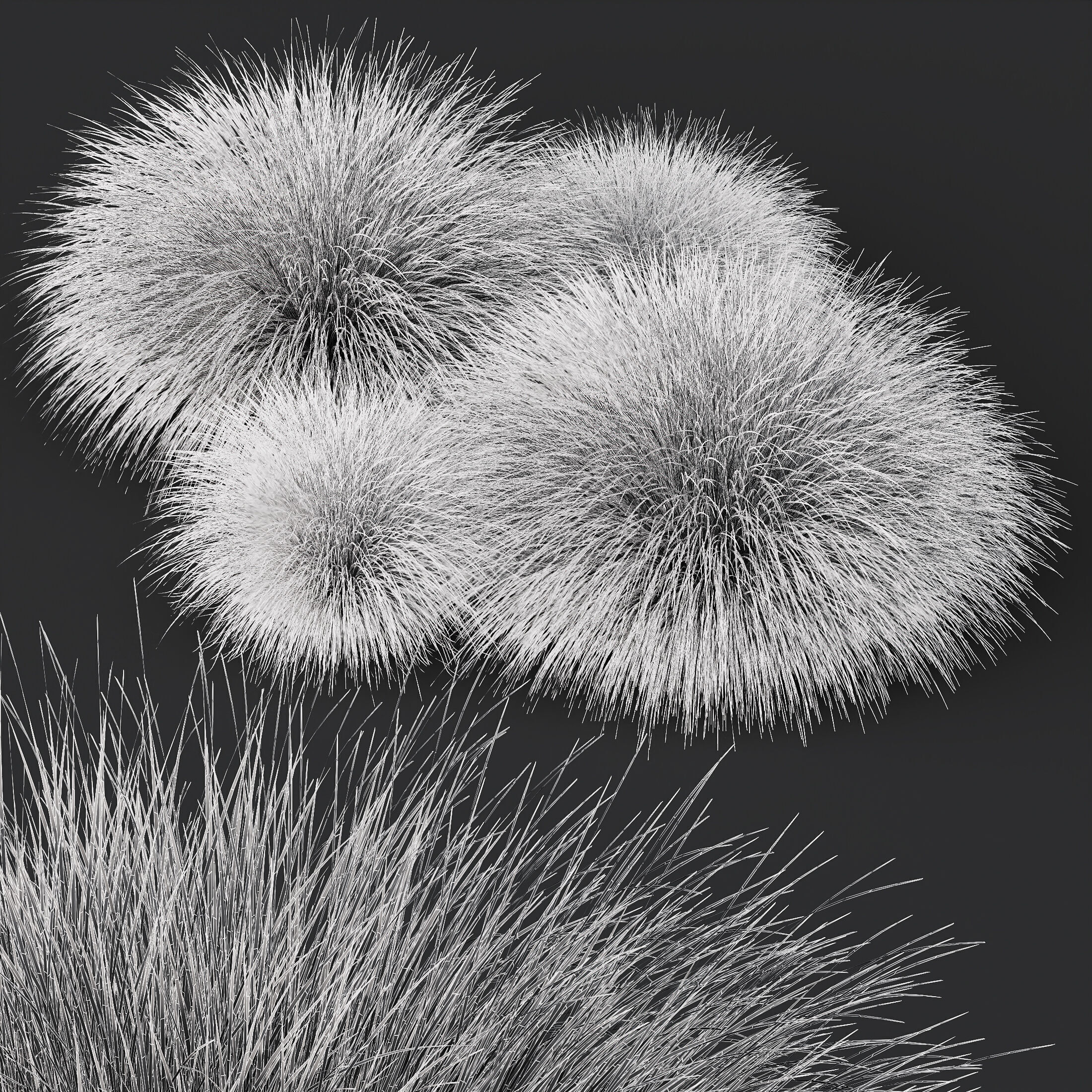 AV Carex Testacea Orange Sedge Grass Prairie Fire 3D model_13