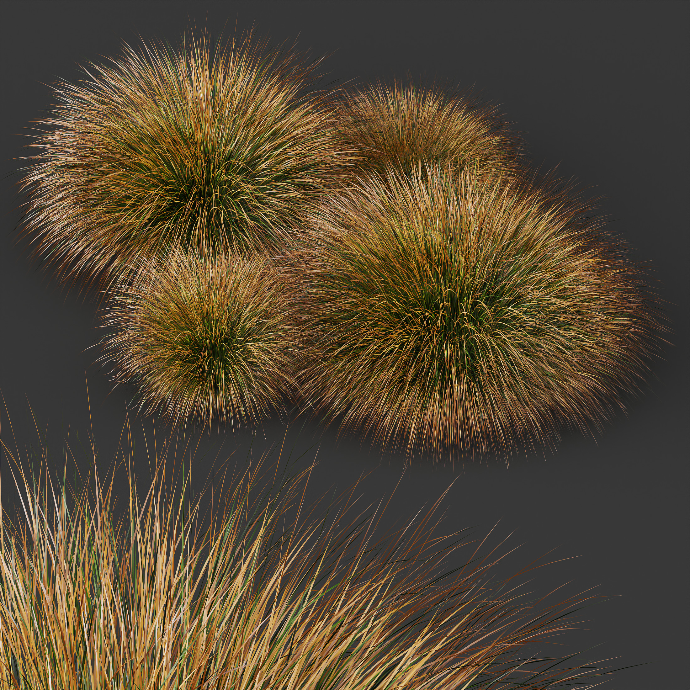 AV Carex Testacea Orange Sedge Grass Prairie Fire 3D model_4