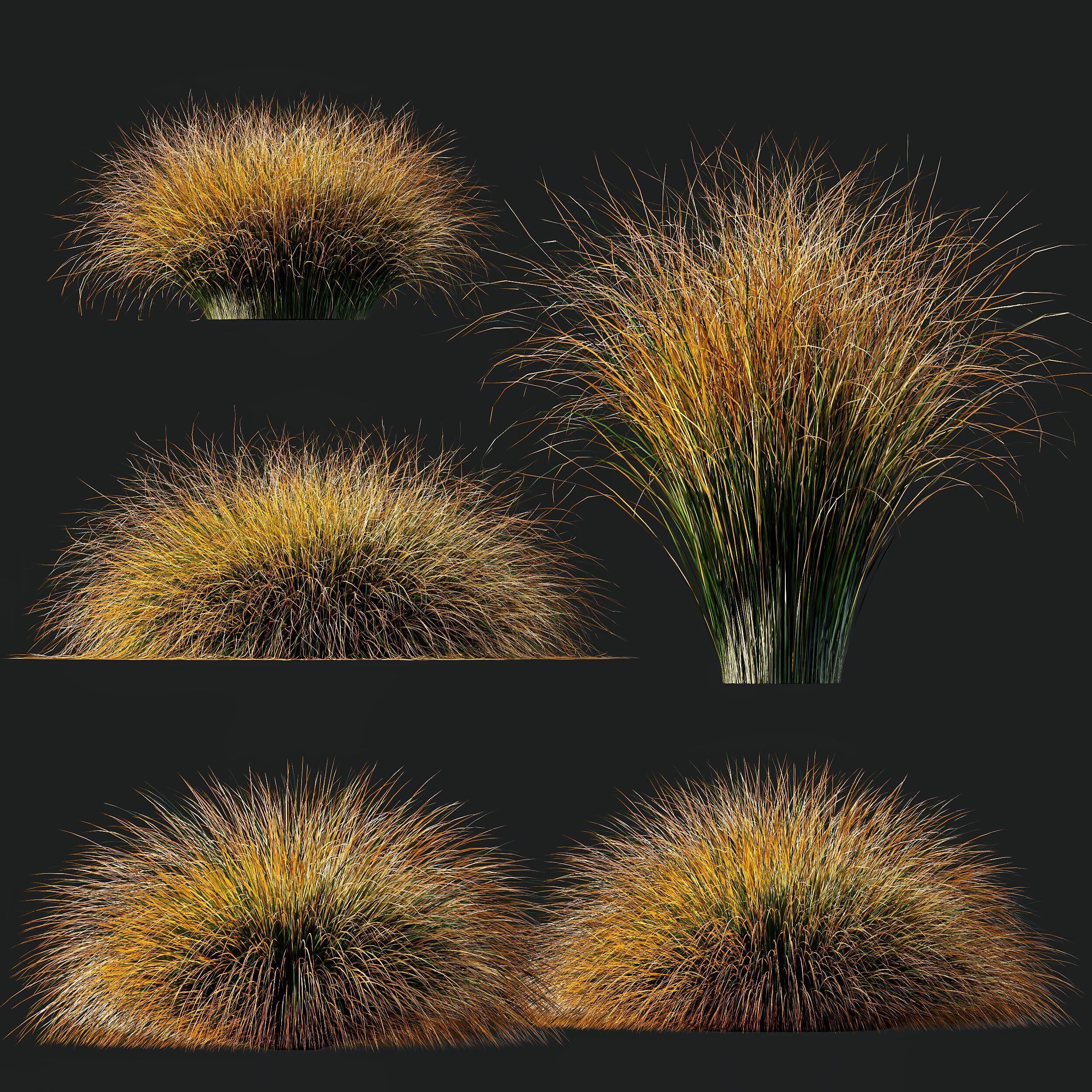 AV Carex Testacea Orange Sedge Grass Prairie Fire 3D model_11