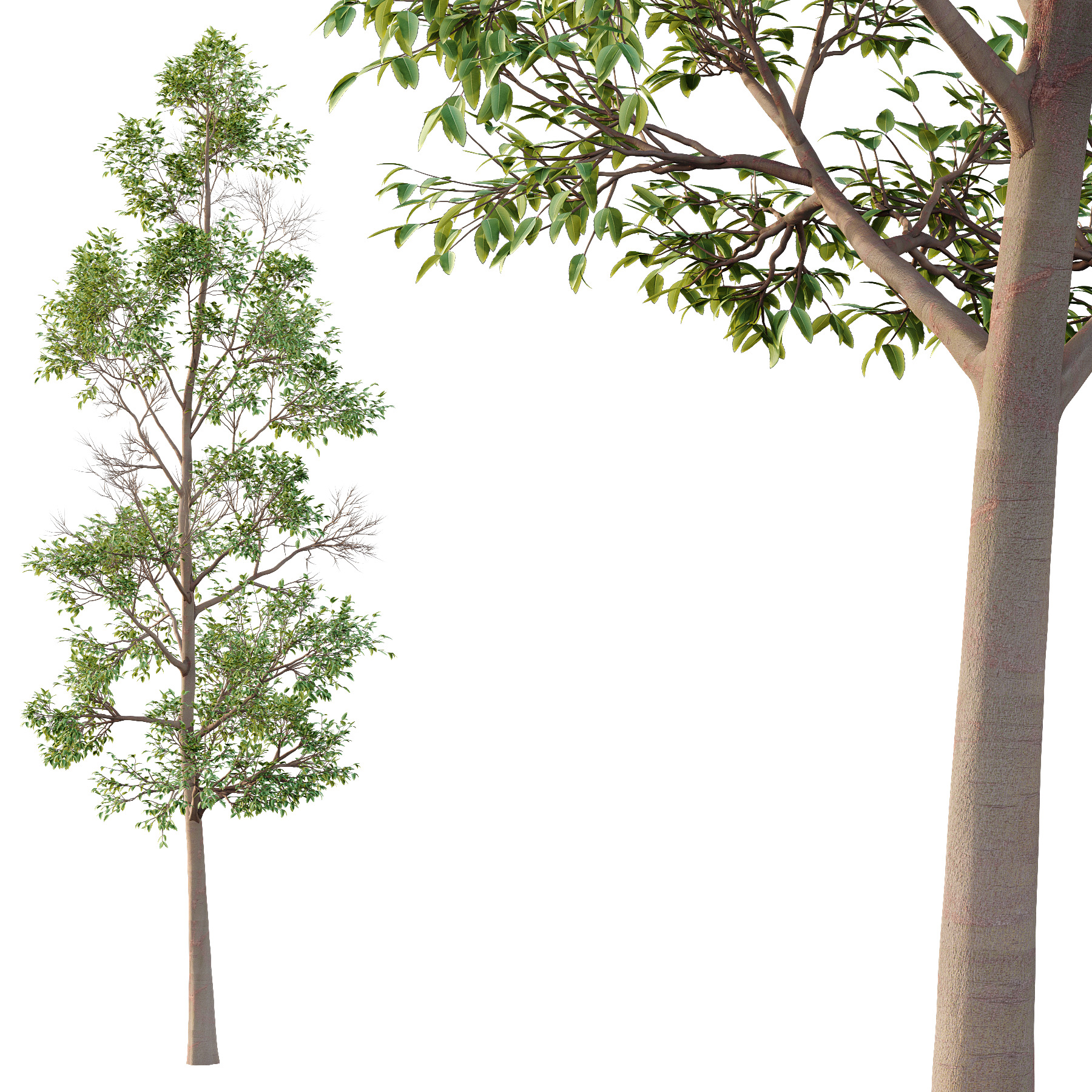 Eucalyptus Robusta Trees 04 3D model_1