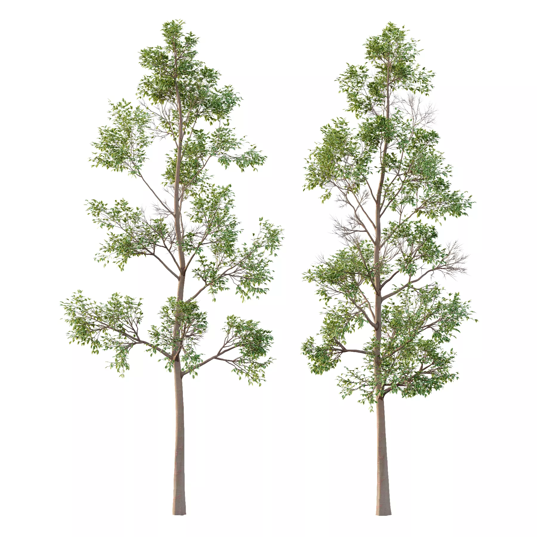Eucalyptus Robusta Trees 04 3D model_0