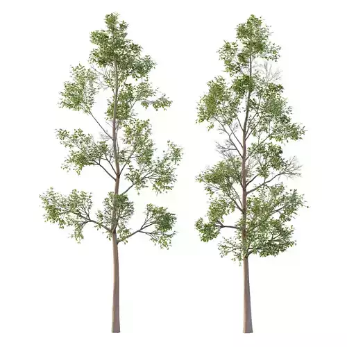 Eucalyptus Robusta Trees 04 3D model