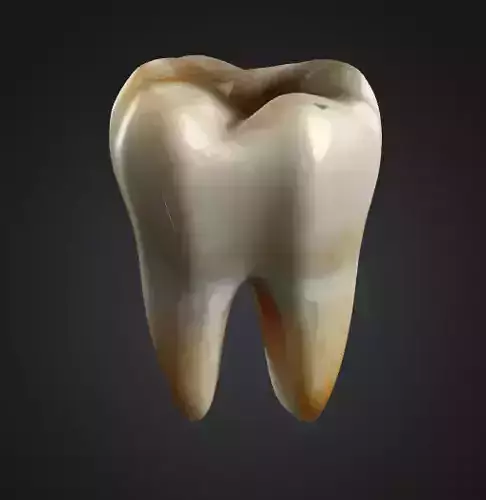Human Tooth