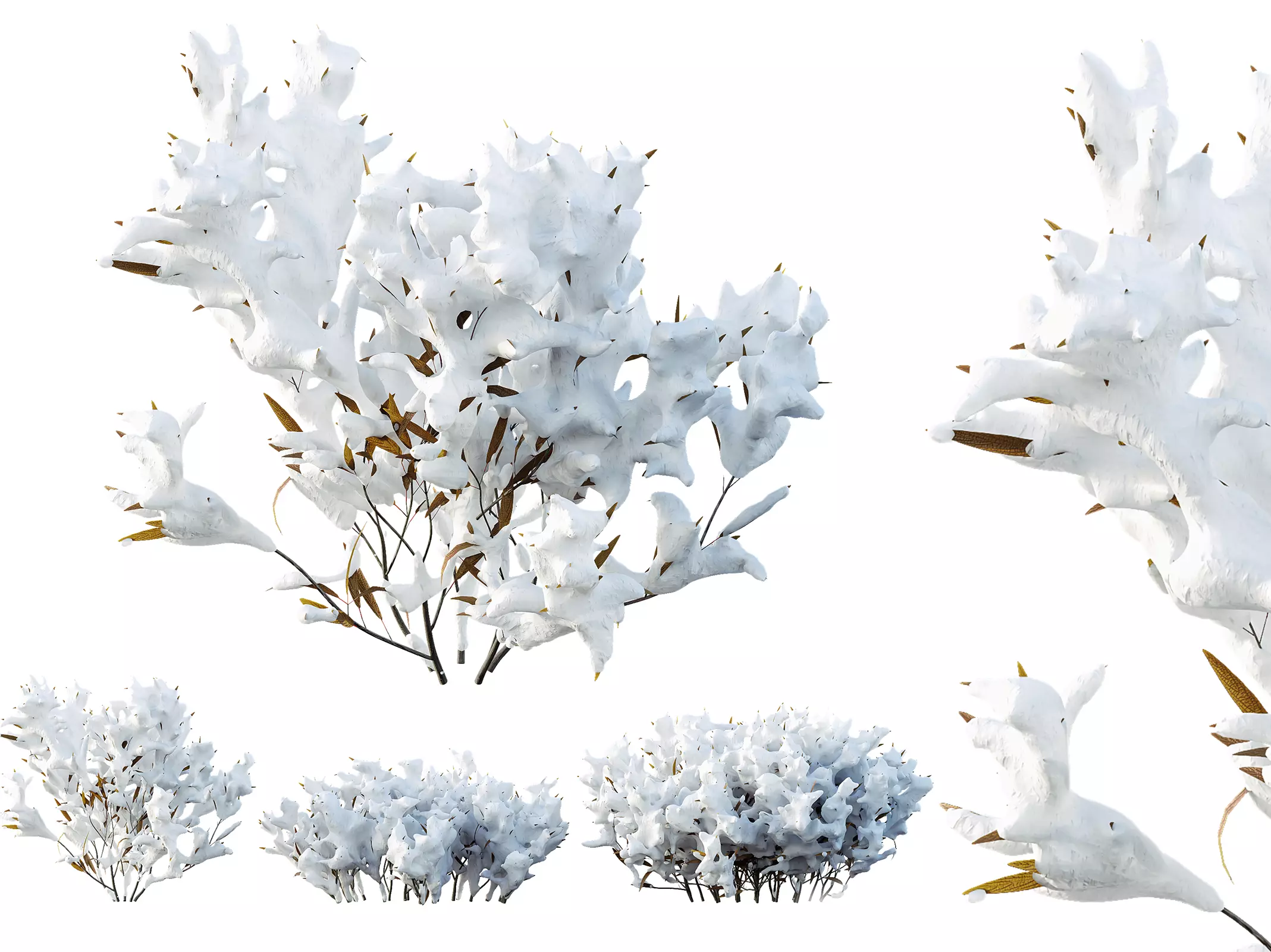 AV Plants Salvia Mexican Sage Santa Barbara Winter Snow 3D model
