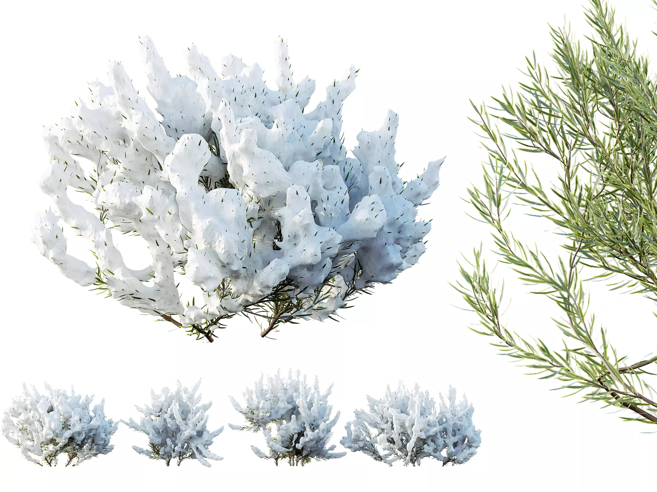 AV Plants Wild Erica Multiflora Bruyere Fiche Winter Snow 3D model