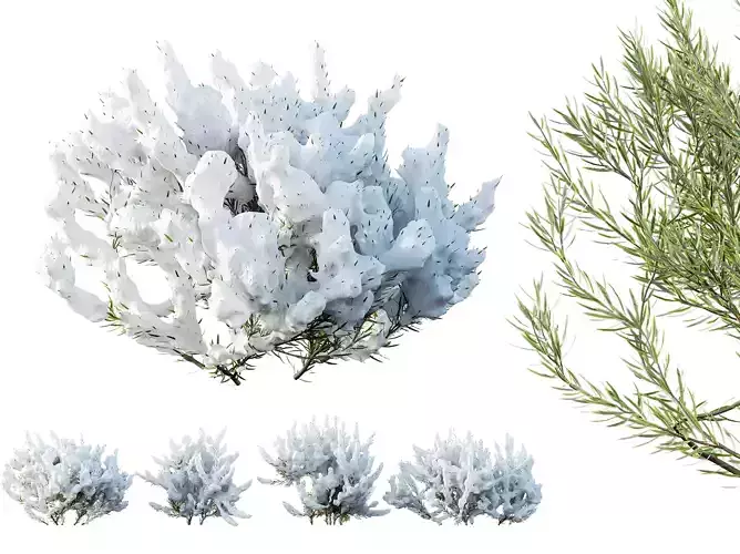 AV Plants Wild Erica Multiflora Bruyere Fiche Winter Snow 3D model