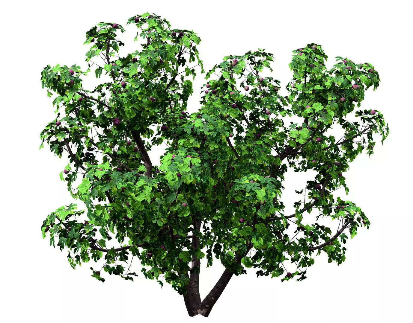 Fig Trees With Fruits Low-poly 3D model