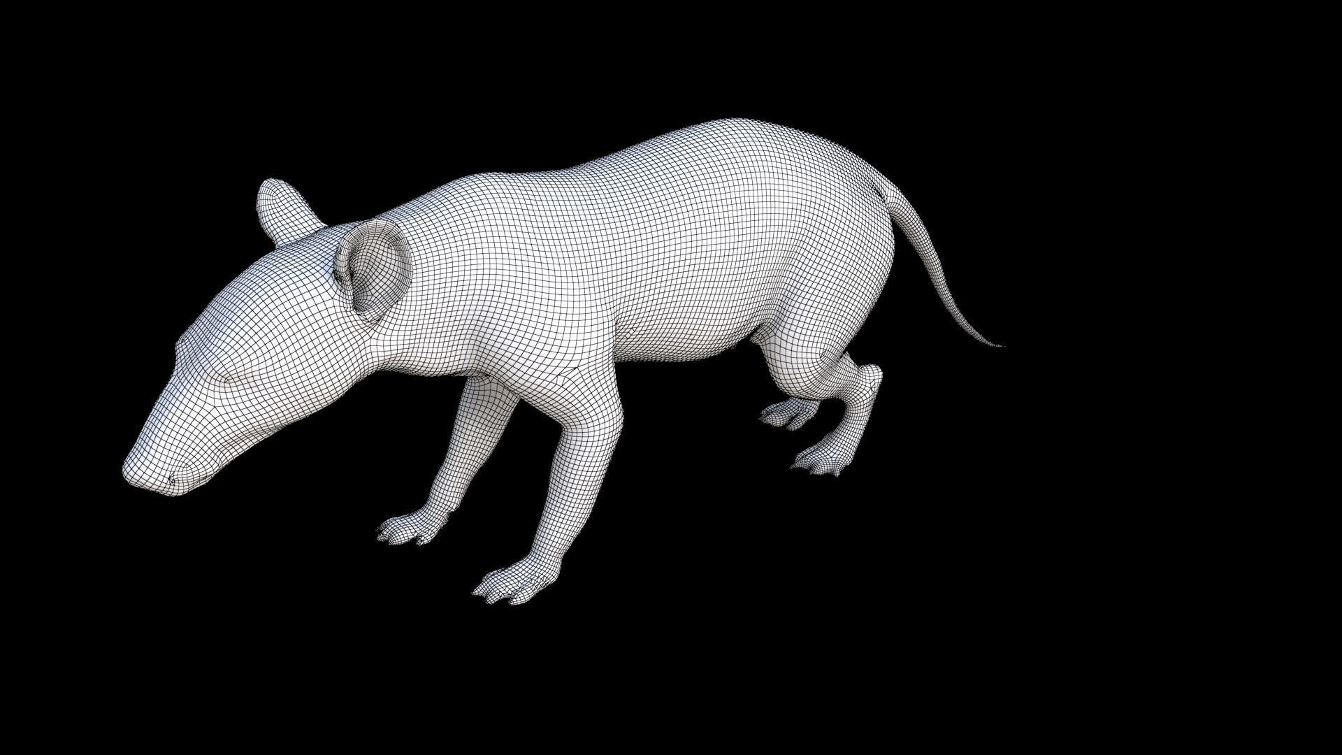 Hispaniolan Solenodon 3D model_7