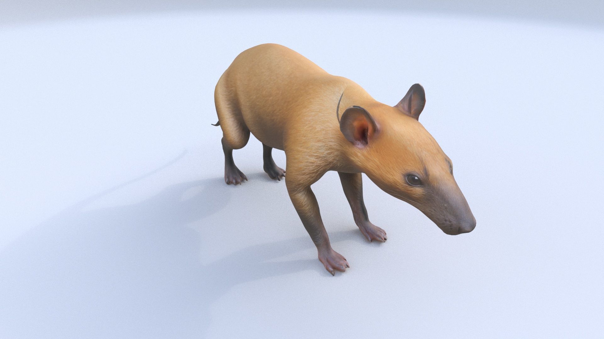 Hispaniolan Solenodon 3D model_1