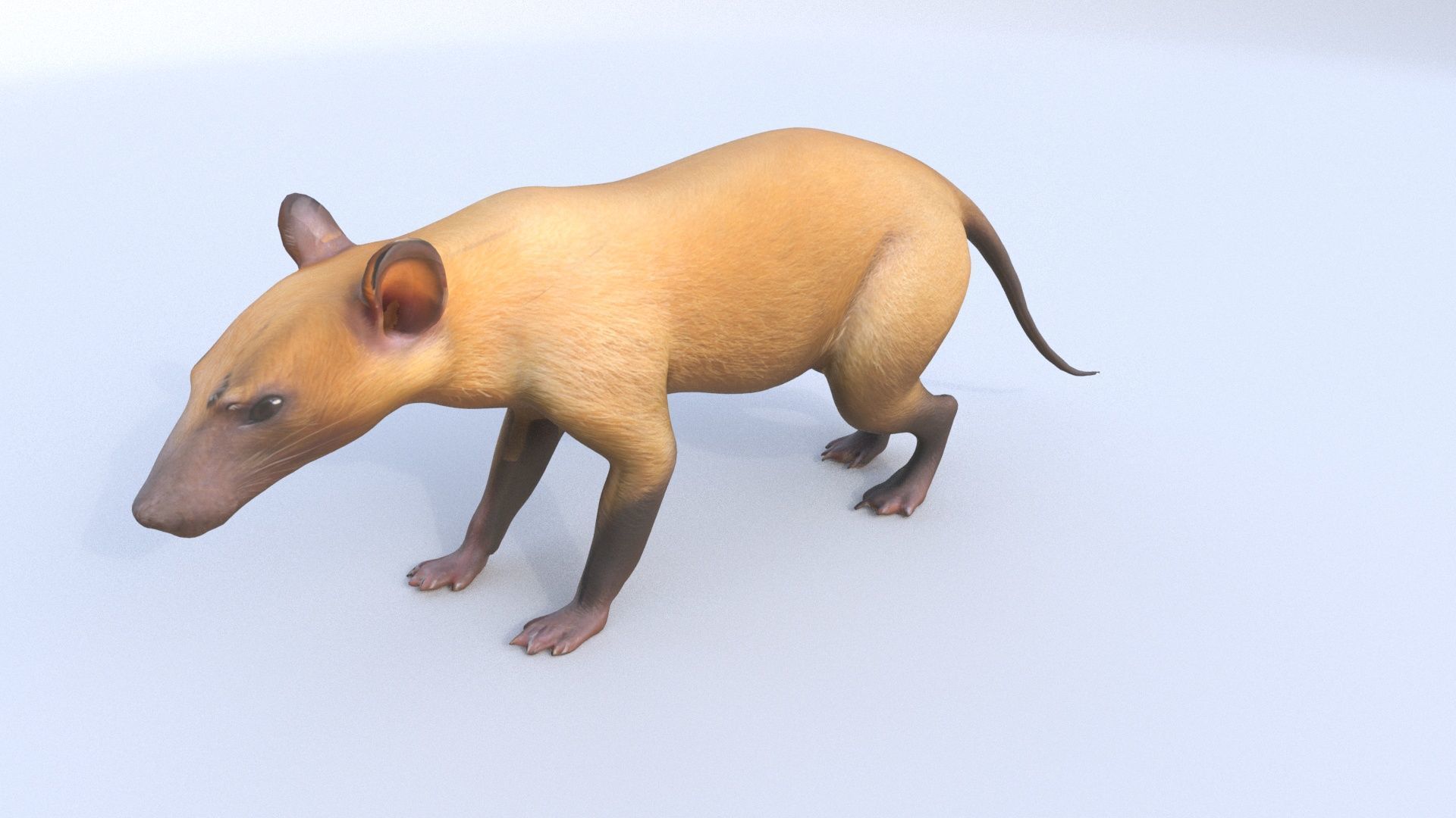 Hispaniolan Solenodon 3D model_2