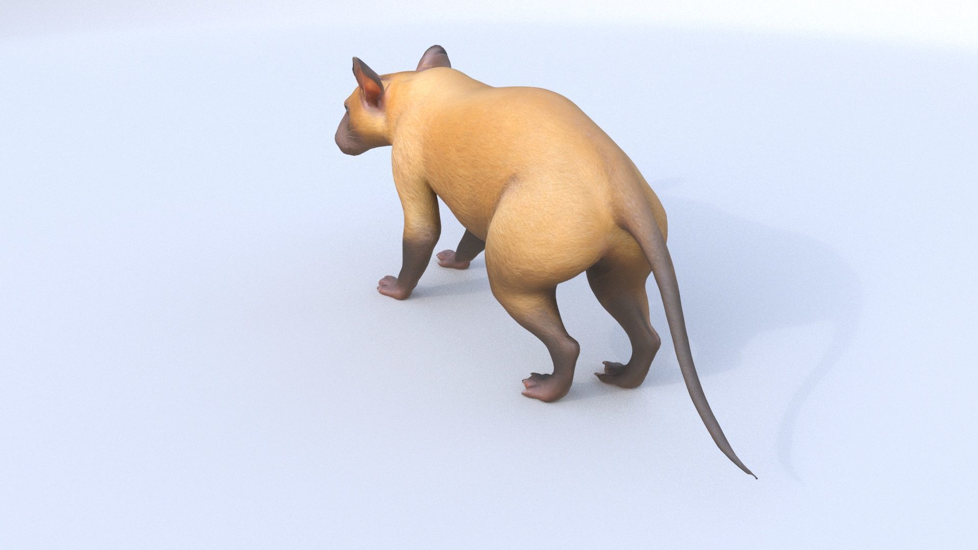 Hispaniolan Solenodon 3D model_4