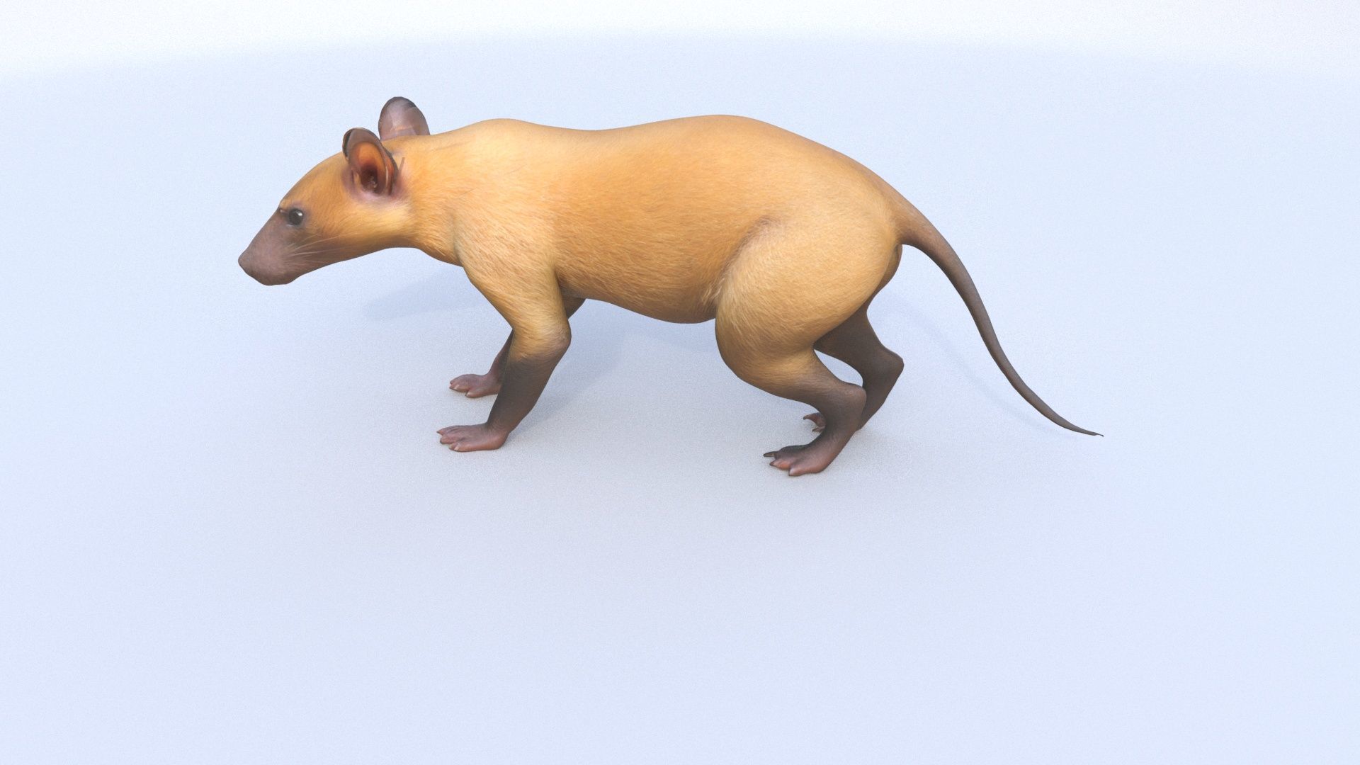 Hispaniolan Solenodon 3D model_3