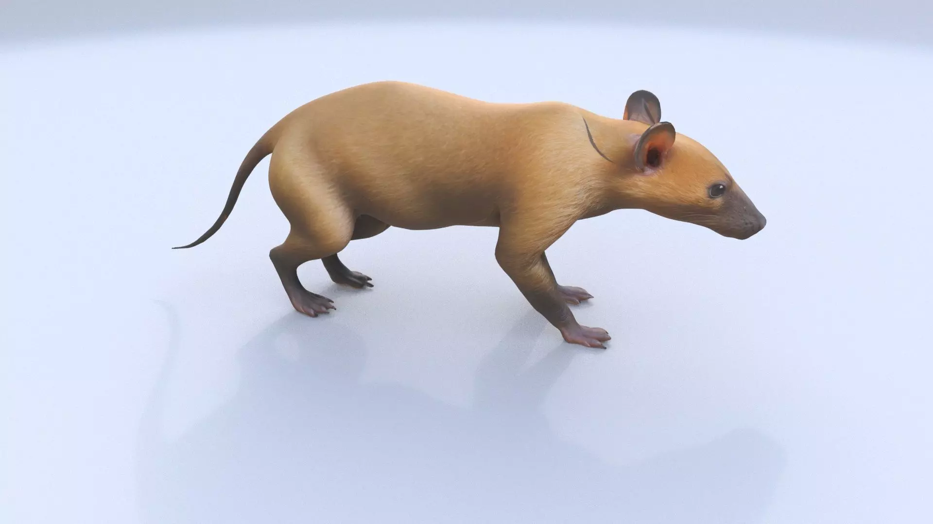 Hispaniolan Solenodon 3D model_0